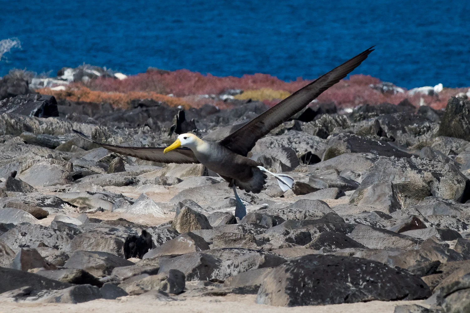 Albatross Landing - Espanola Island