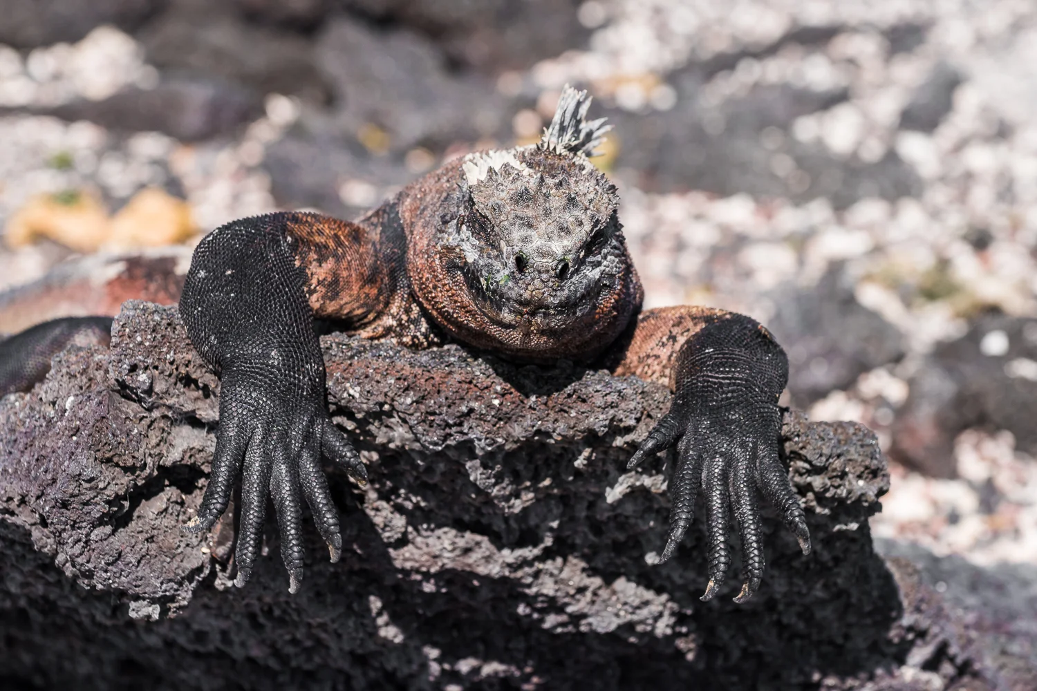 Fernandina Marine Iguana 2