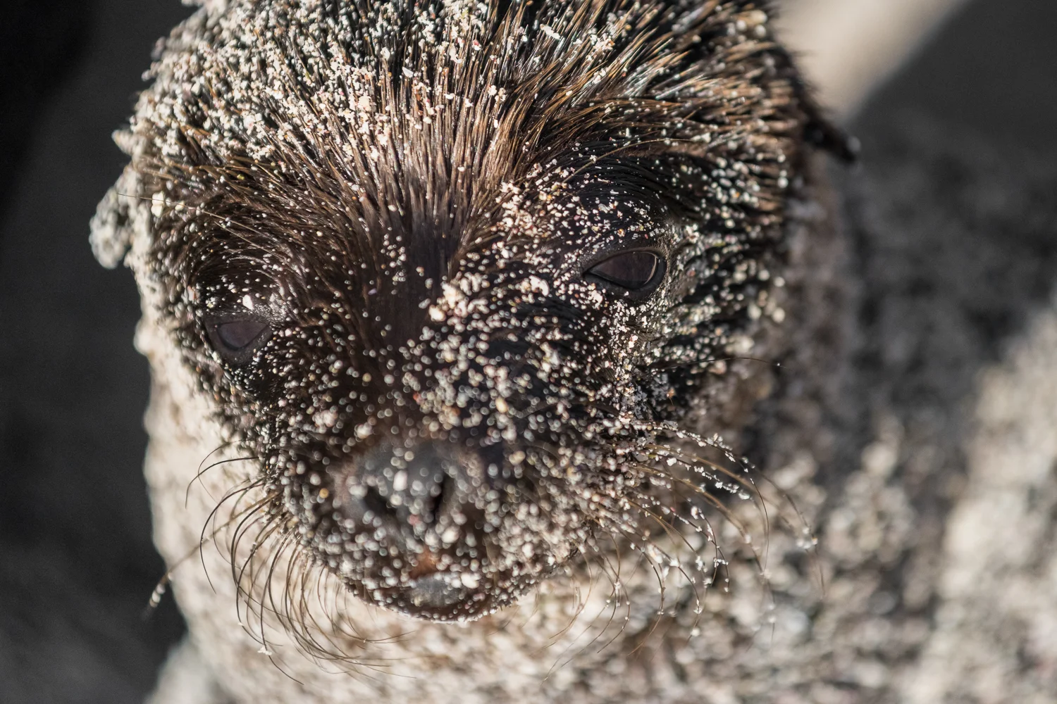 Sea Lion Pup