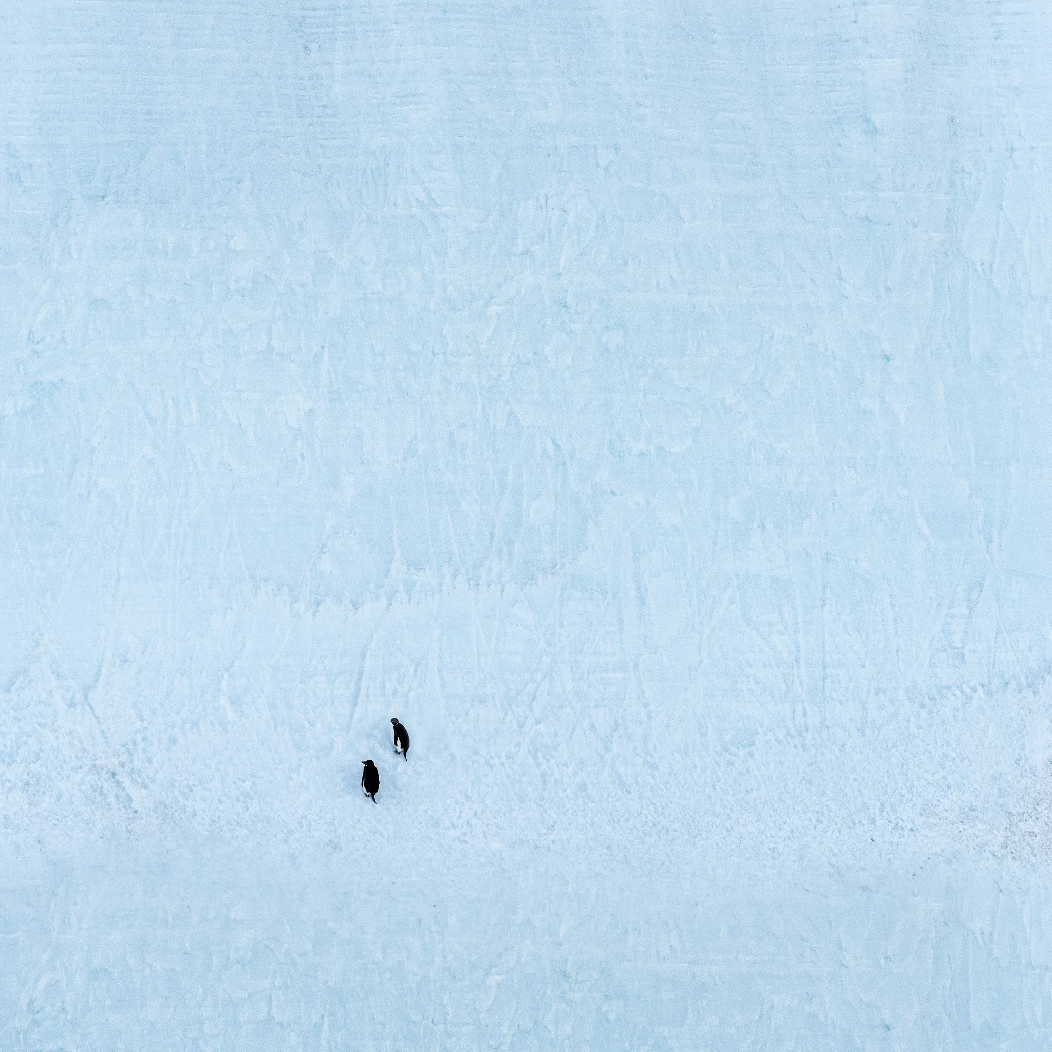 Penguins on an Iceberg