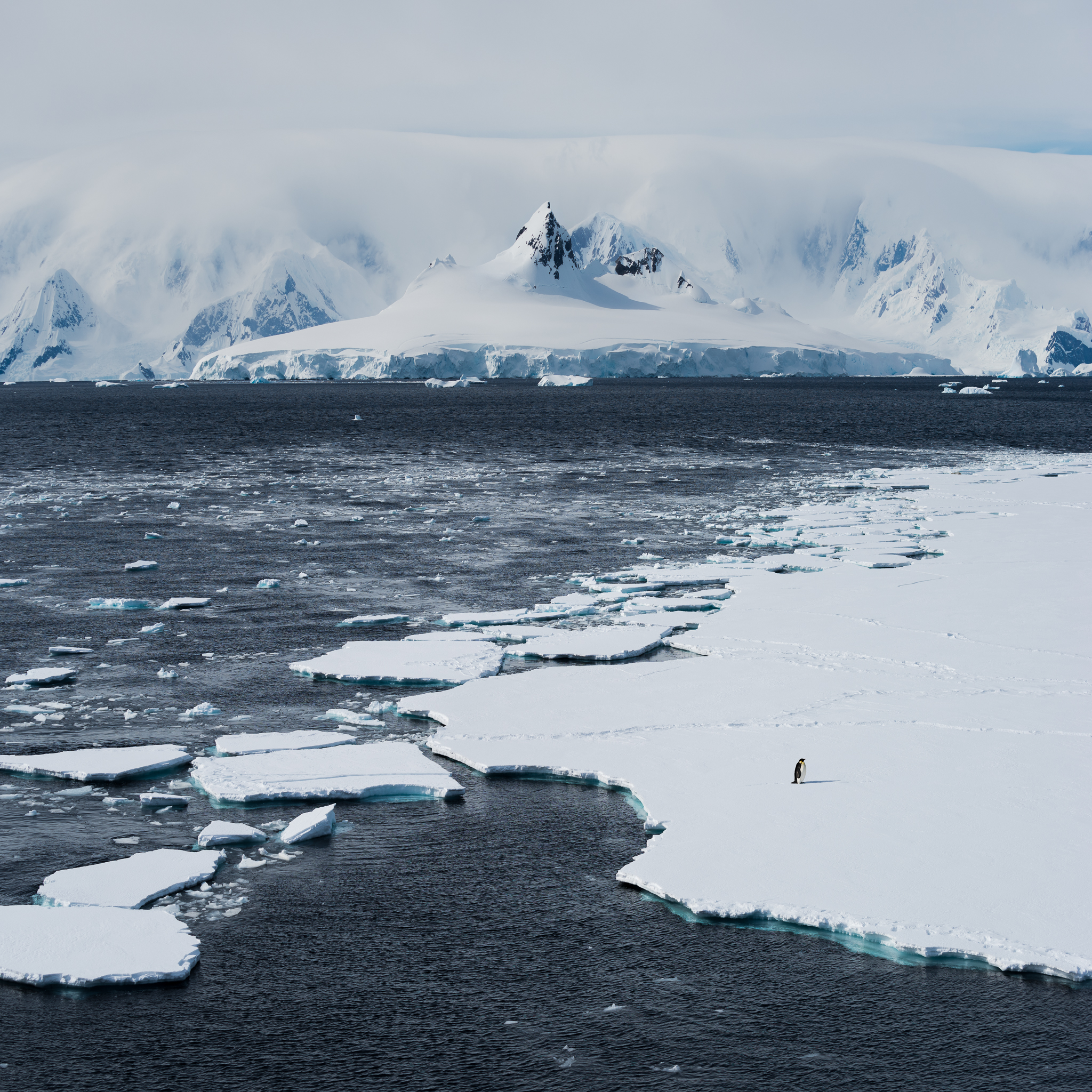 Lone emperor penguin on the ice floes in the Gerlache Strait.