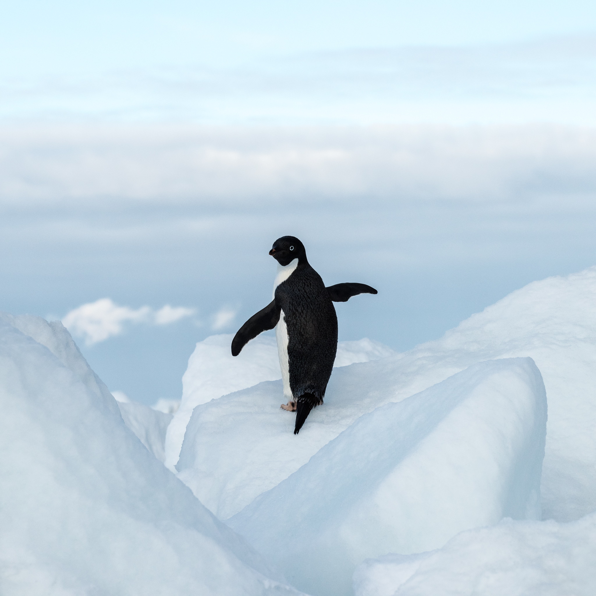 An Adelie penguin posing on an iceberg.