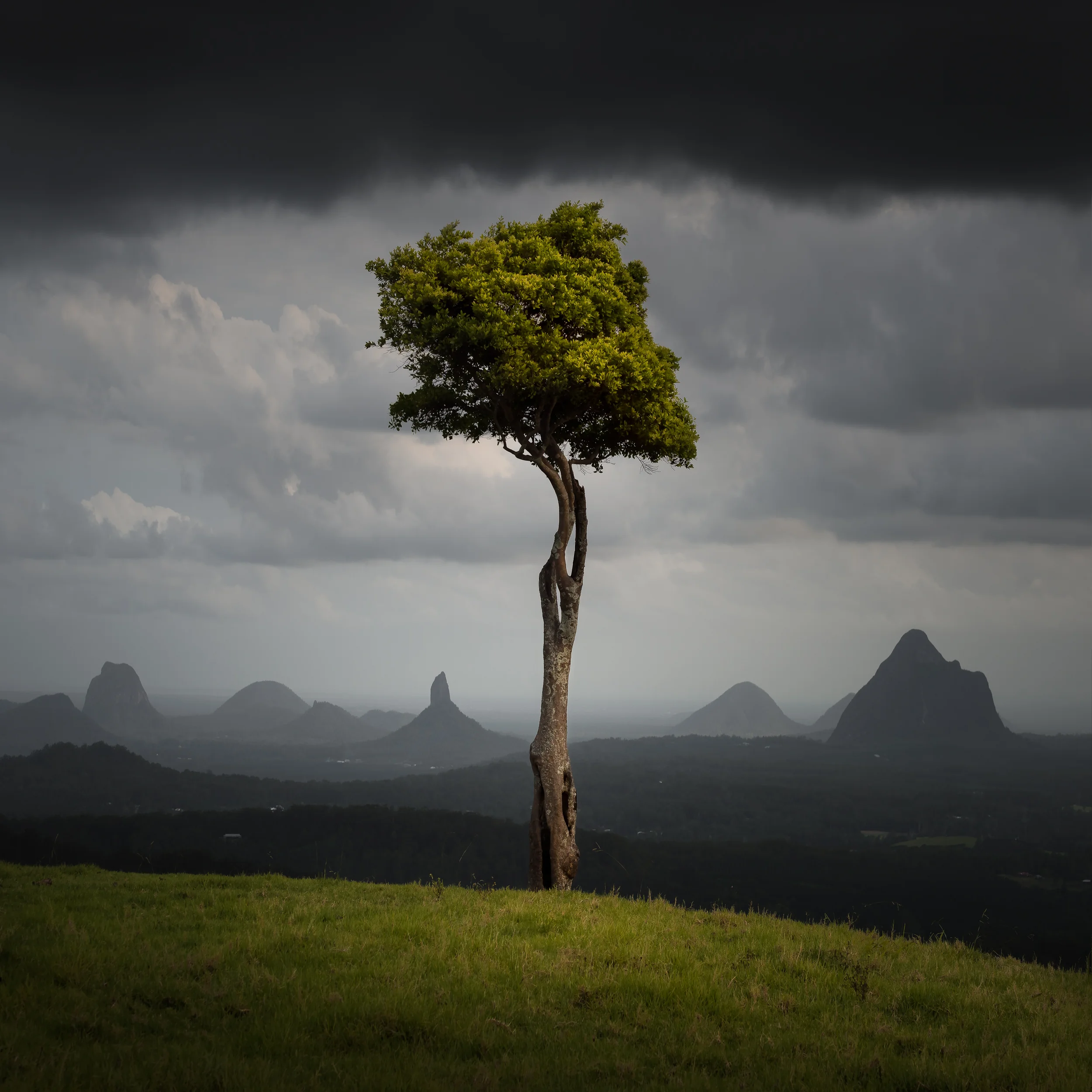 One Tree Hill (Maleny)