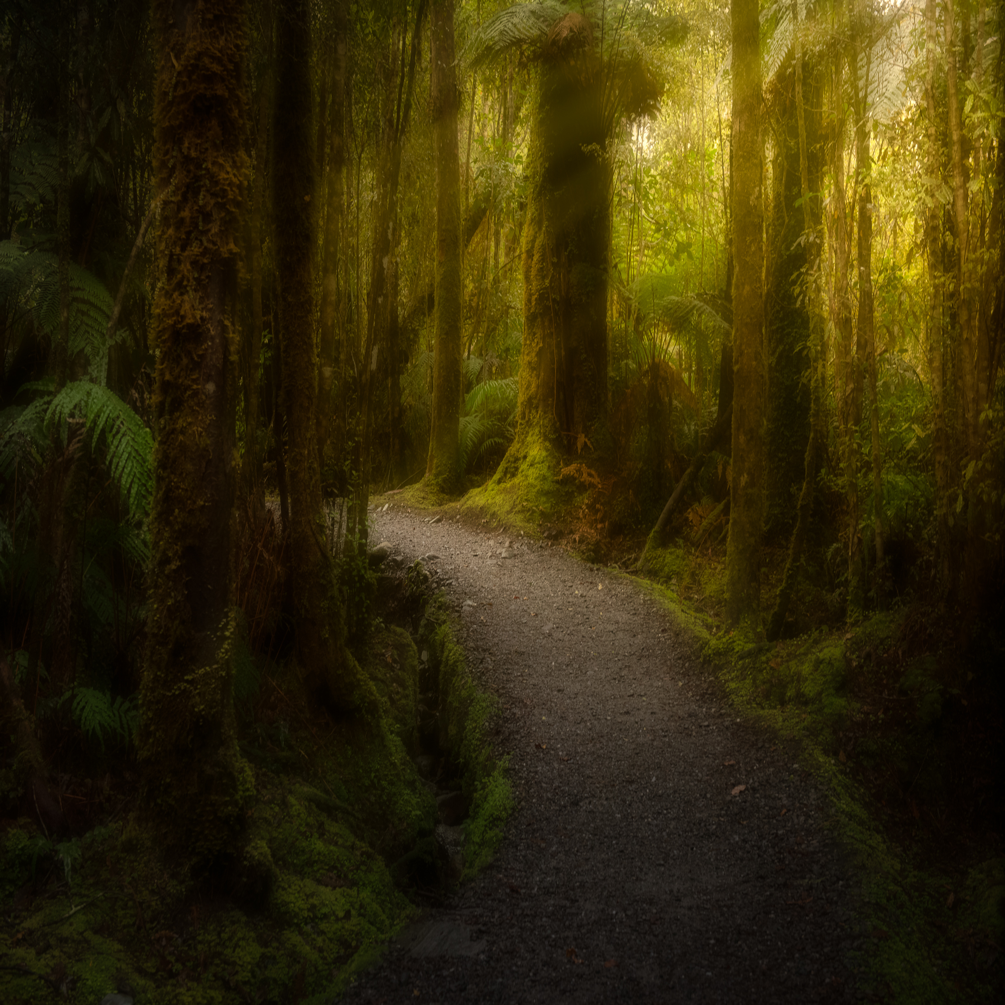 Forest Path 1.JPG