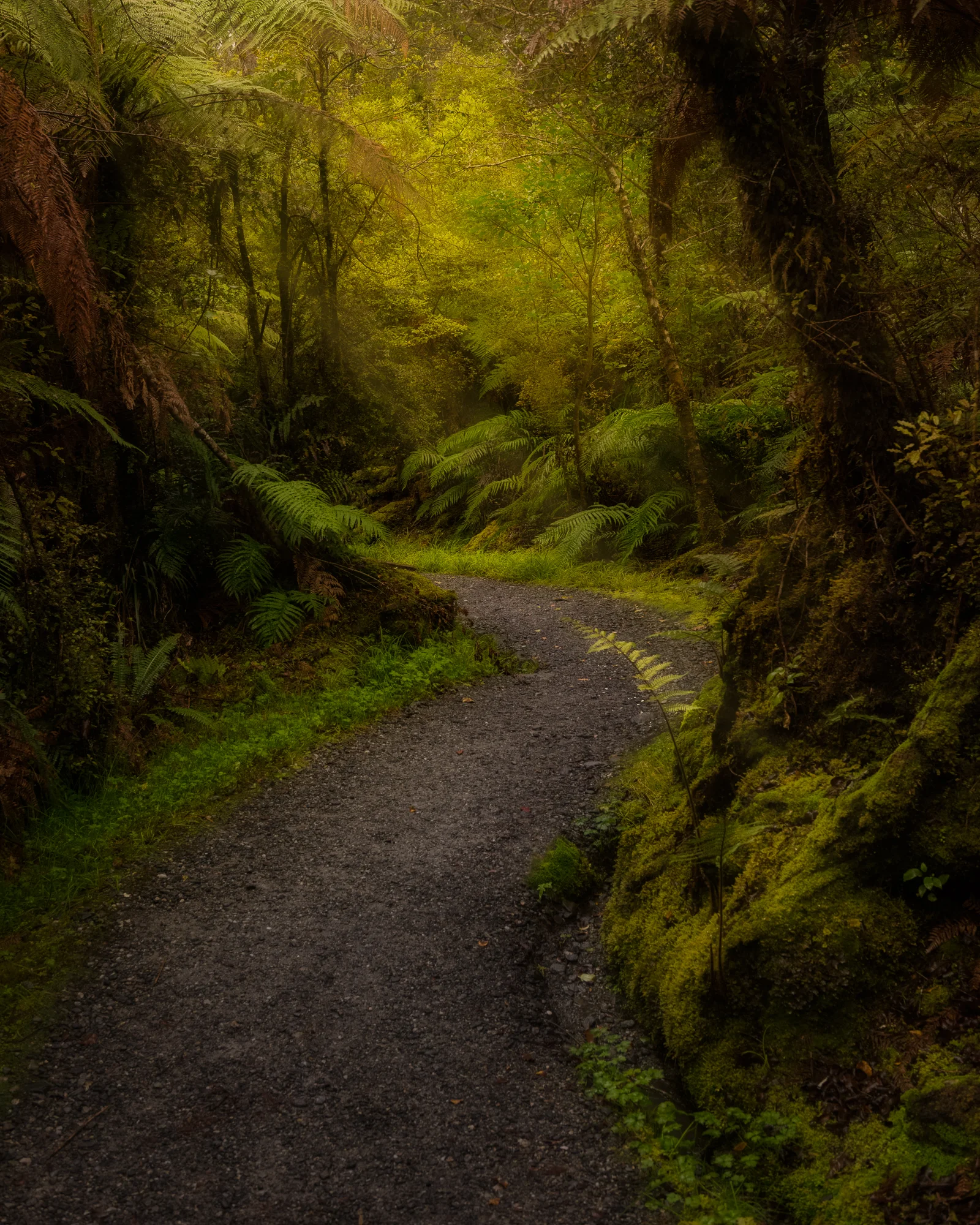 Matheson Forest Path 2.JPG