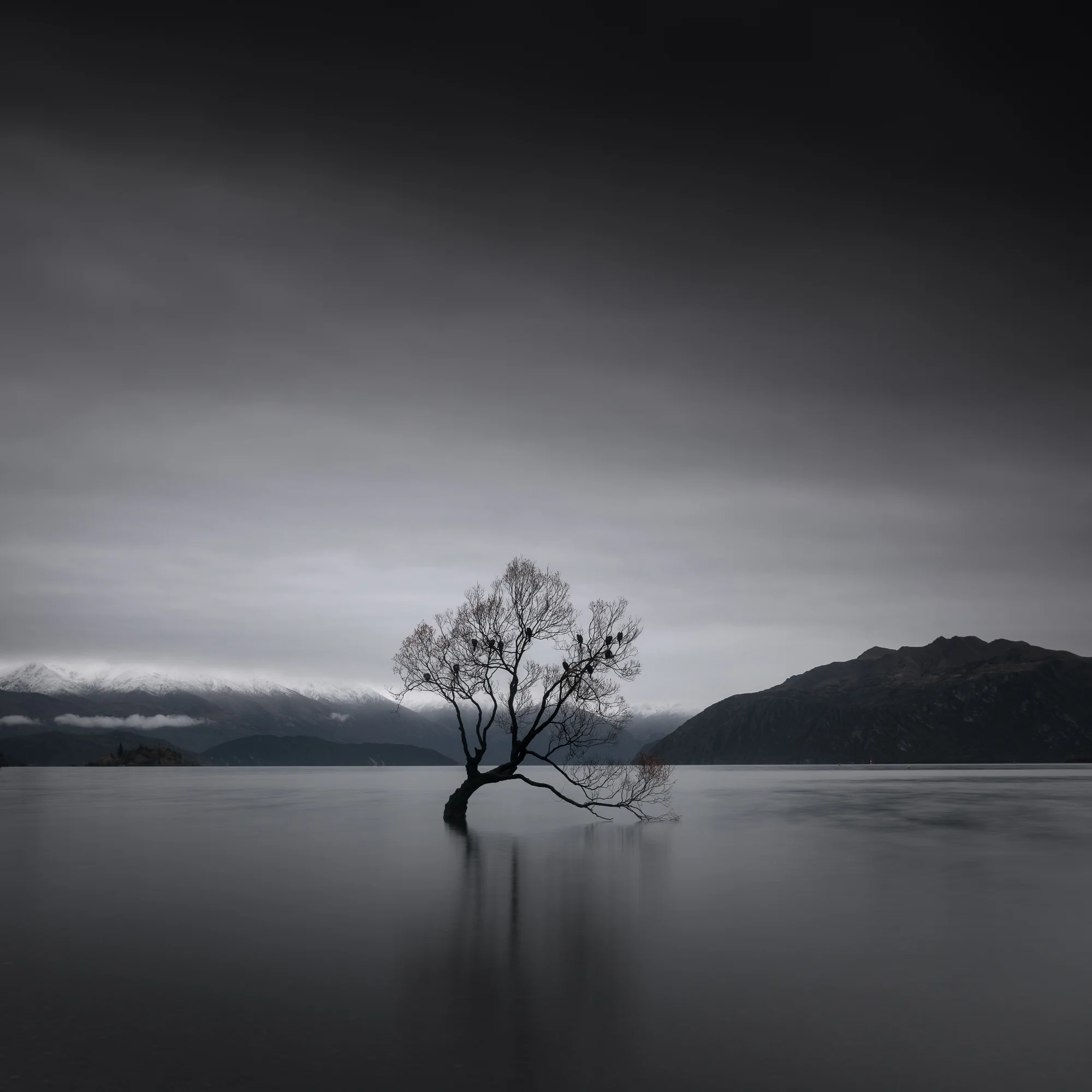 Wanaka Tree Autumm.JPG