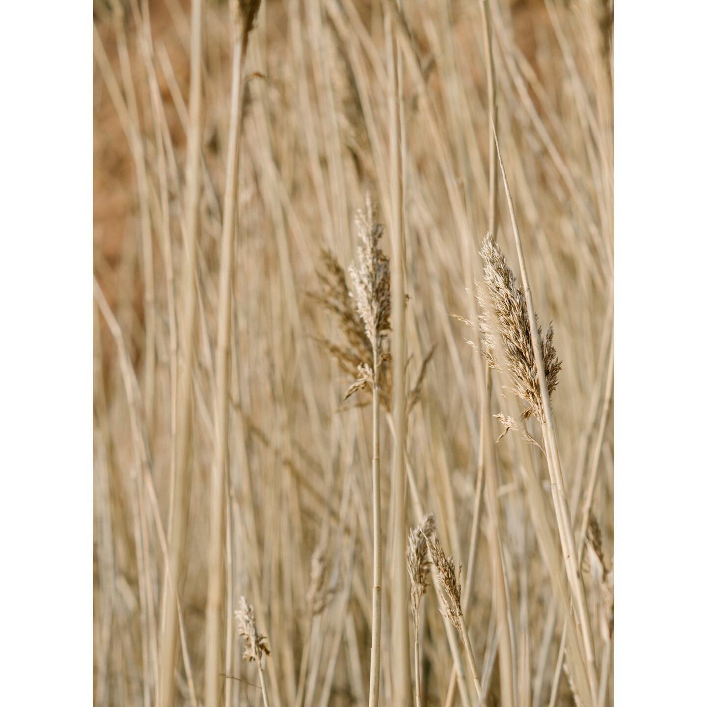 On set last week in soft sun sidmouth with rampant reeds. 
With thanks to @sid_atkinson_ 

#locationshoot #eastdevon #stilllifephotography #fashionphotography