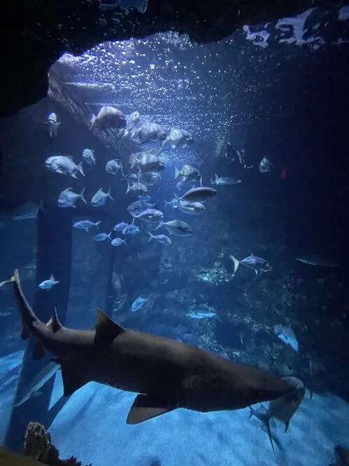 North Carolina Aquarium at Fort Fisher Gills Club Meeting