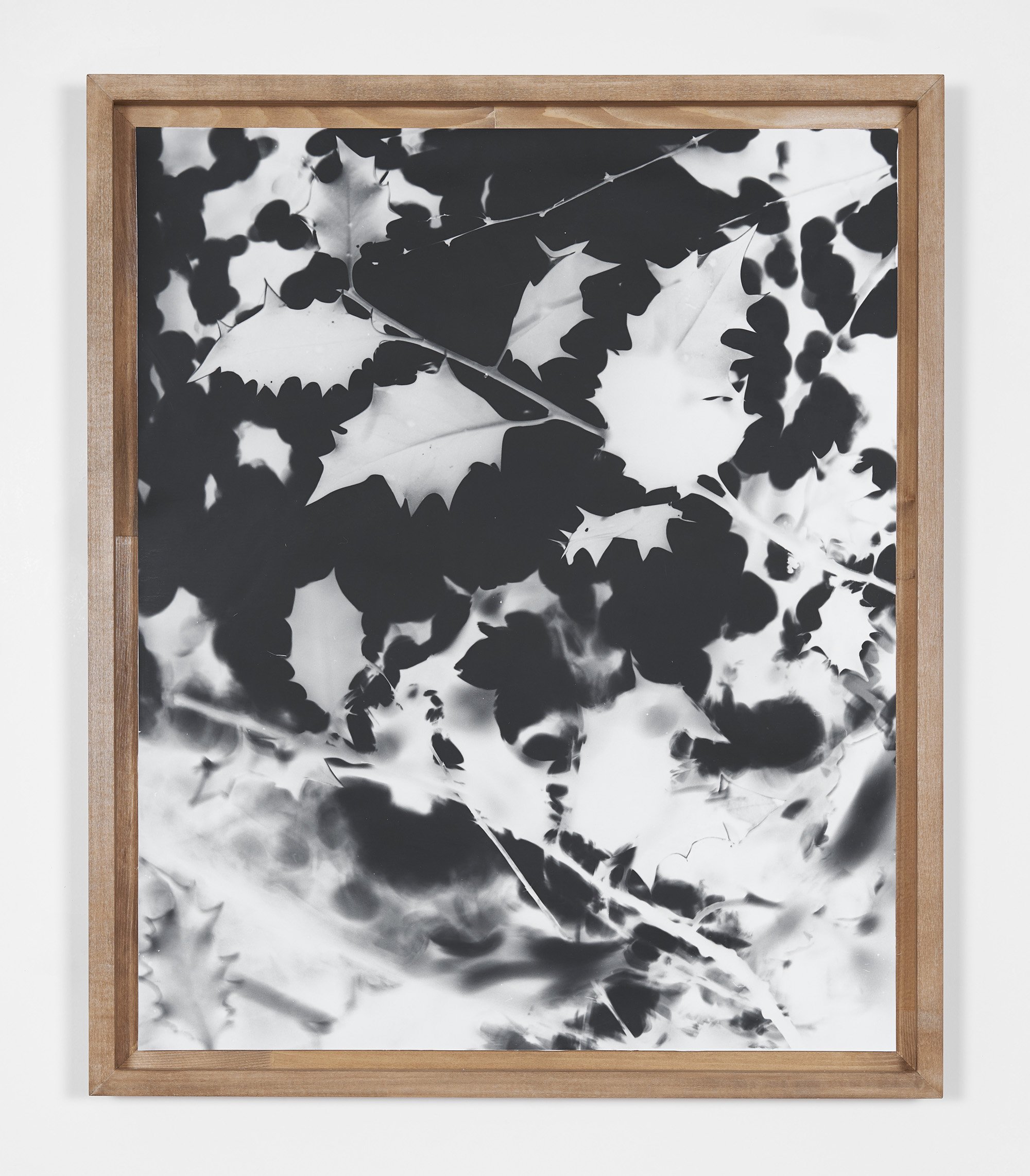  Hollybush 2022-22  Fibre based silver gelatin print in linden frame  58 x 48.6 cm  1/2 