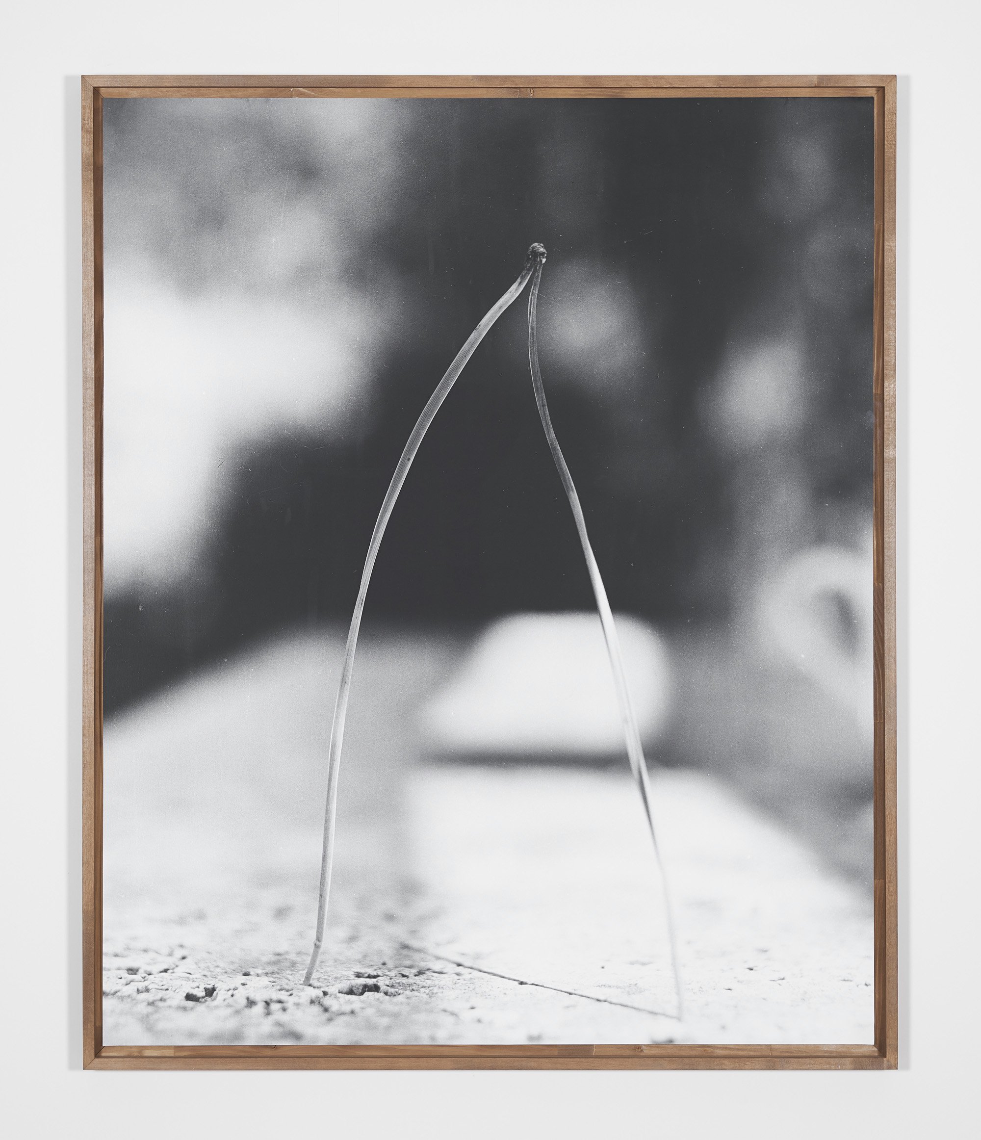  Needle 2019-22 2022 Unique fibre based silver gelatin print in linden frame  124.1 x 101.7 cm 1/1 