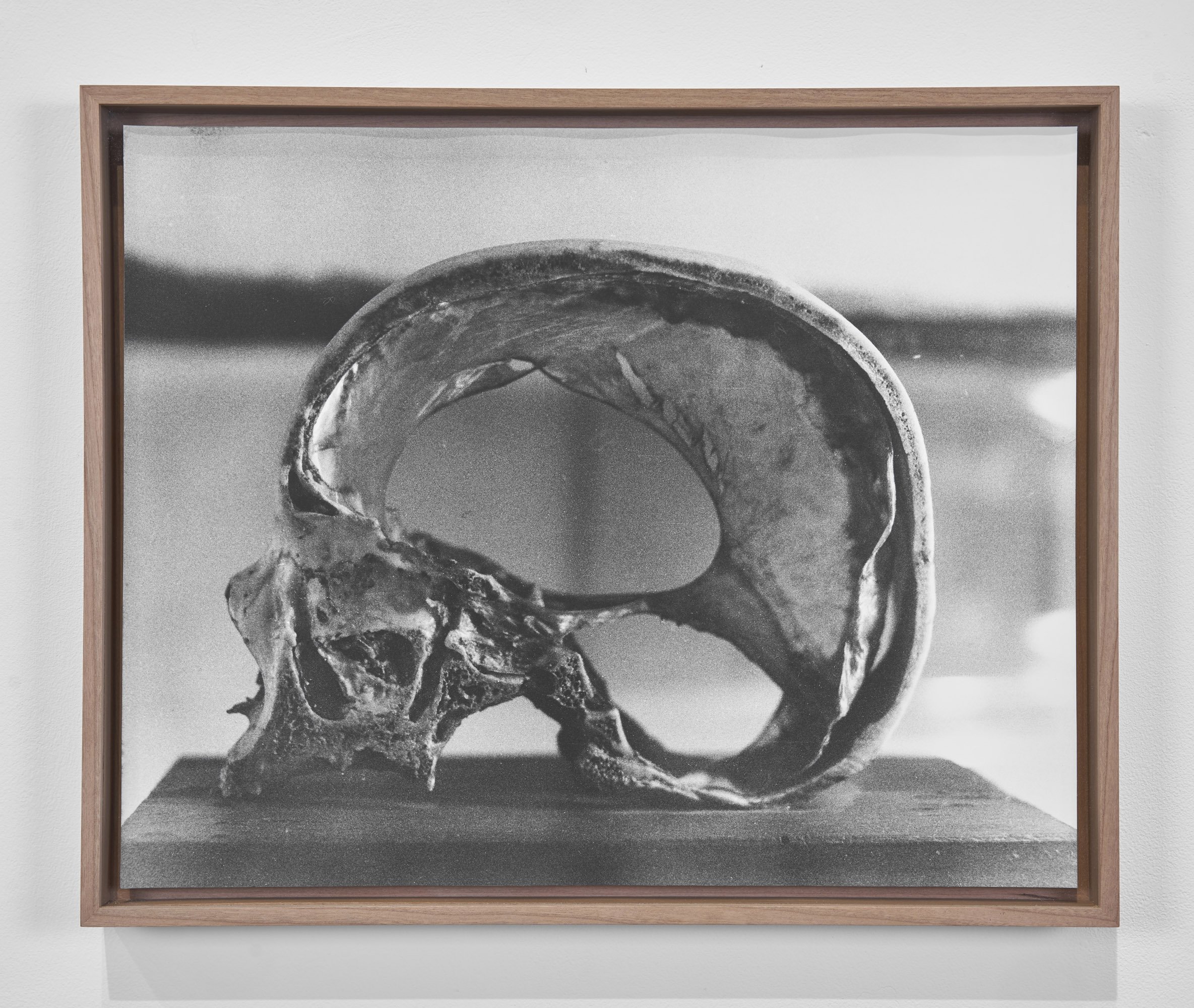  Skull Cross-Section, Bologna 2019-20  2020  Unique fibre based silver gelatin print in cherry frame   32 x 40 cm  1/1 