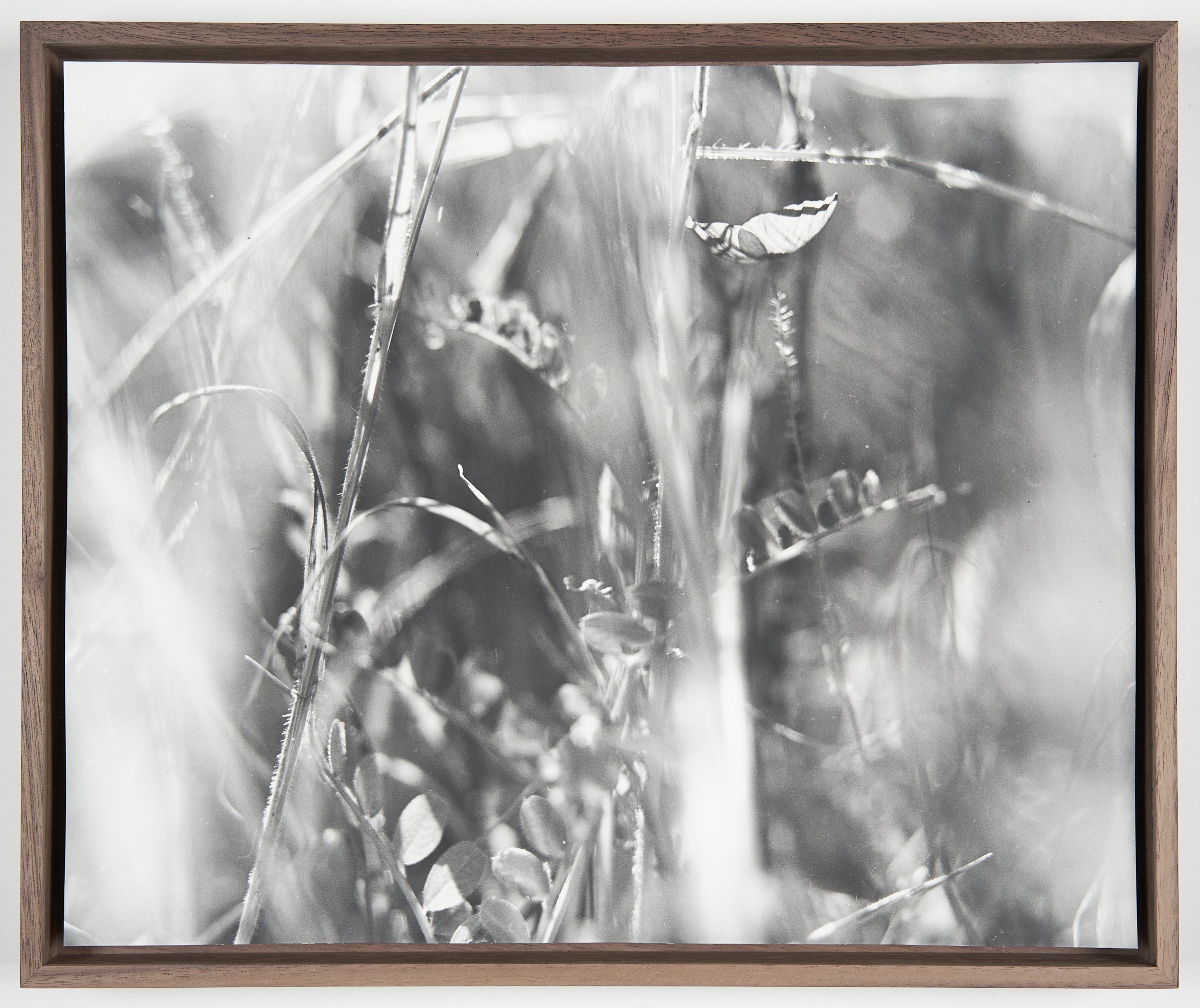  Poppy, Provence (1.2) 2023-23  2023  Unique fibre based silver gelatin print in walnut frame 30.7 x 38 cm (framed)  1/1 
