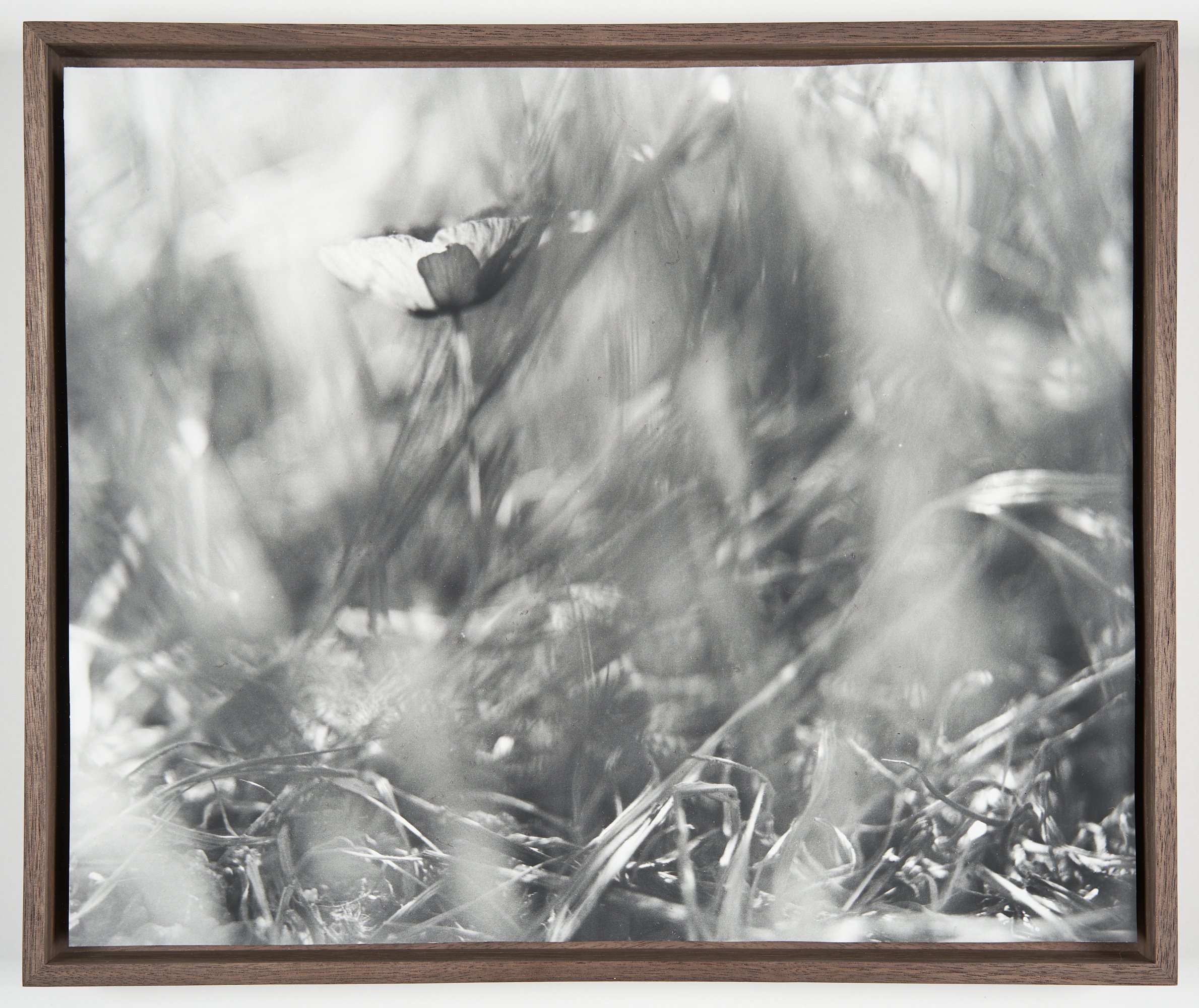  Poppy, Provence (2) 2023-23  2023  Unique fibre based silver gelatin print in walnut frame30.7 x 38 cm (framed)  1/2 