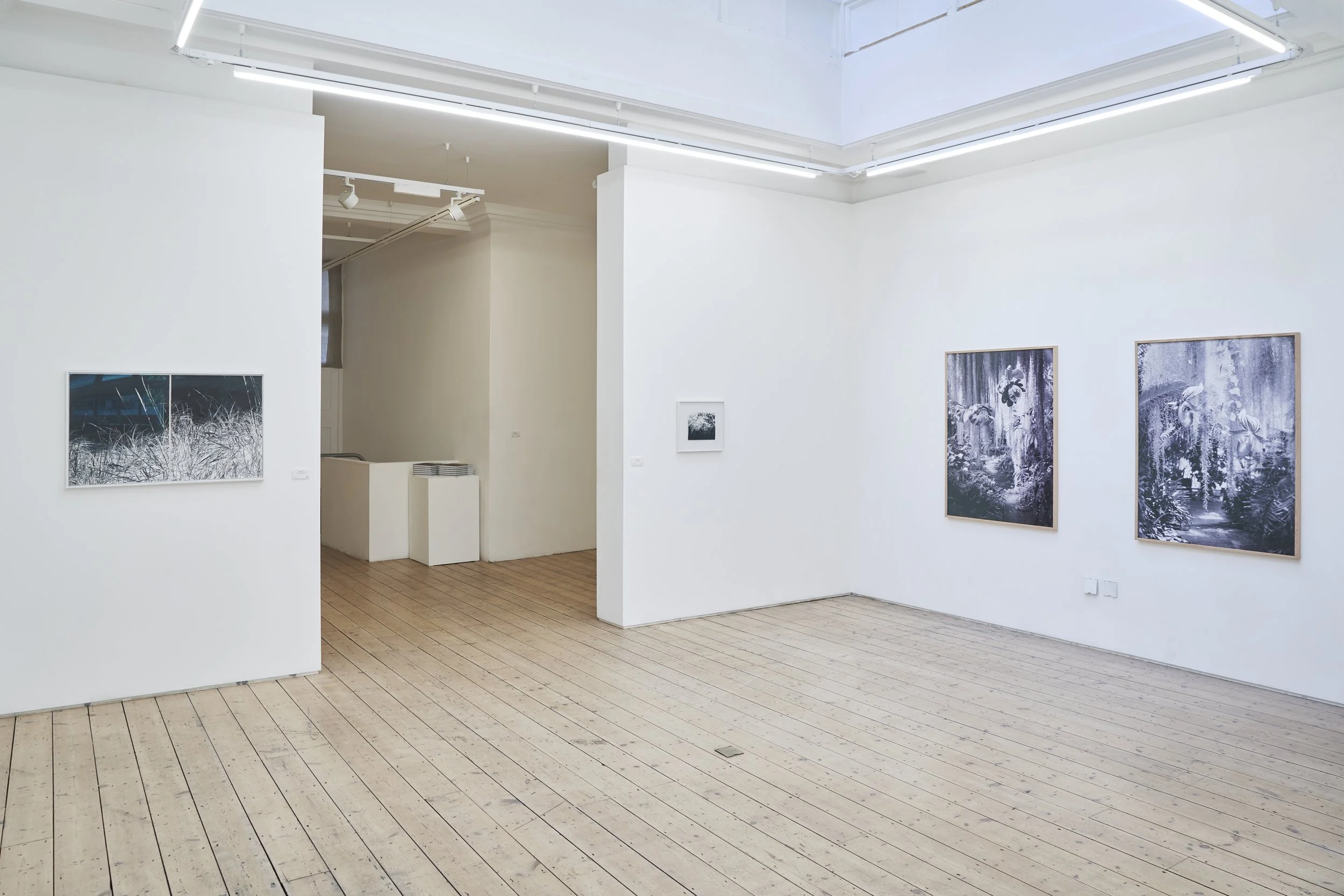  Botanicals, Vision Art Platform, London 2026; curated by Gary Sangster, with Ackroyd &amp; Harvey, Eamon O’Kane, Deirdre O’Mahony, Rosemary Laing, Wendy McMurdo 