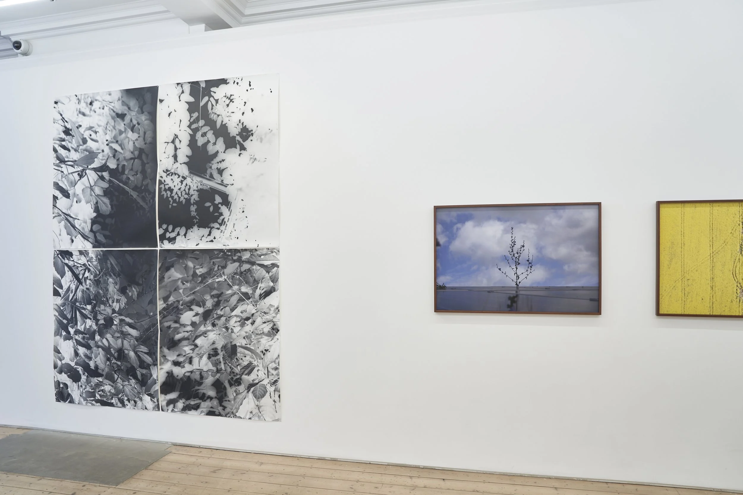  Botanicals, Vision Art Platform, London 2026; curated by Gary Sangster, with Ackroyd &amp; Harvey, Eamon O’Kane, Deirdre O’Mahony, Rosemary Laing, Wendy McMurdo 