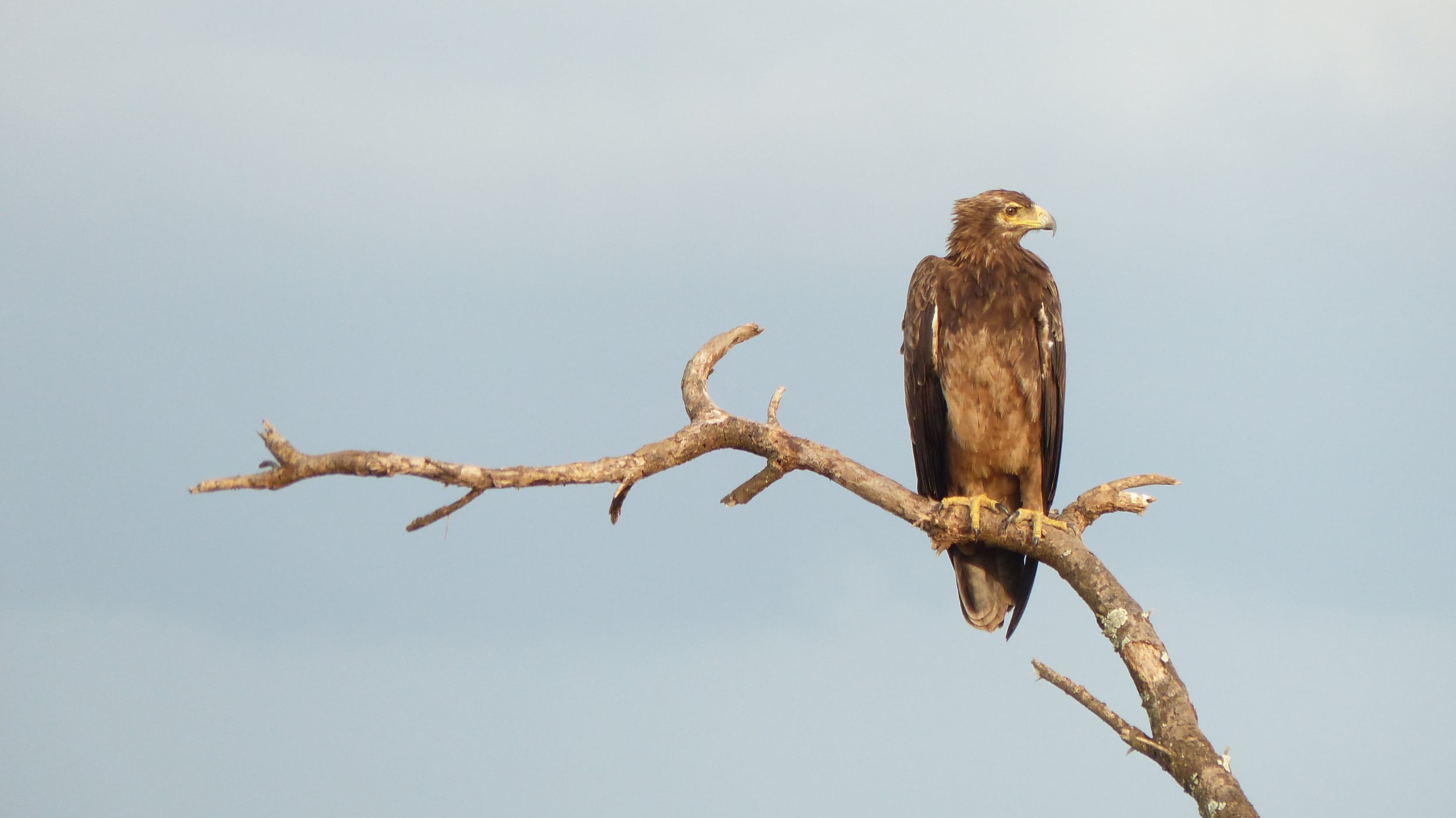  Tawny Eagle 