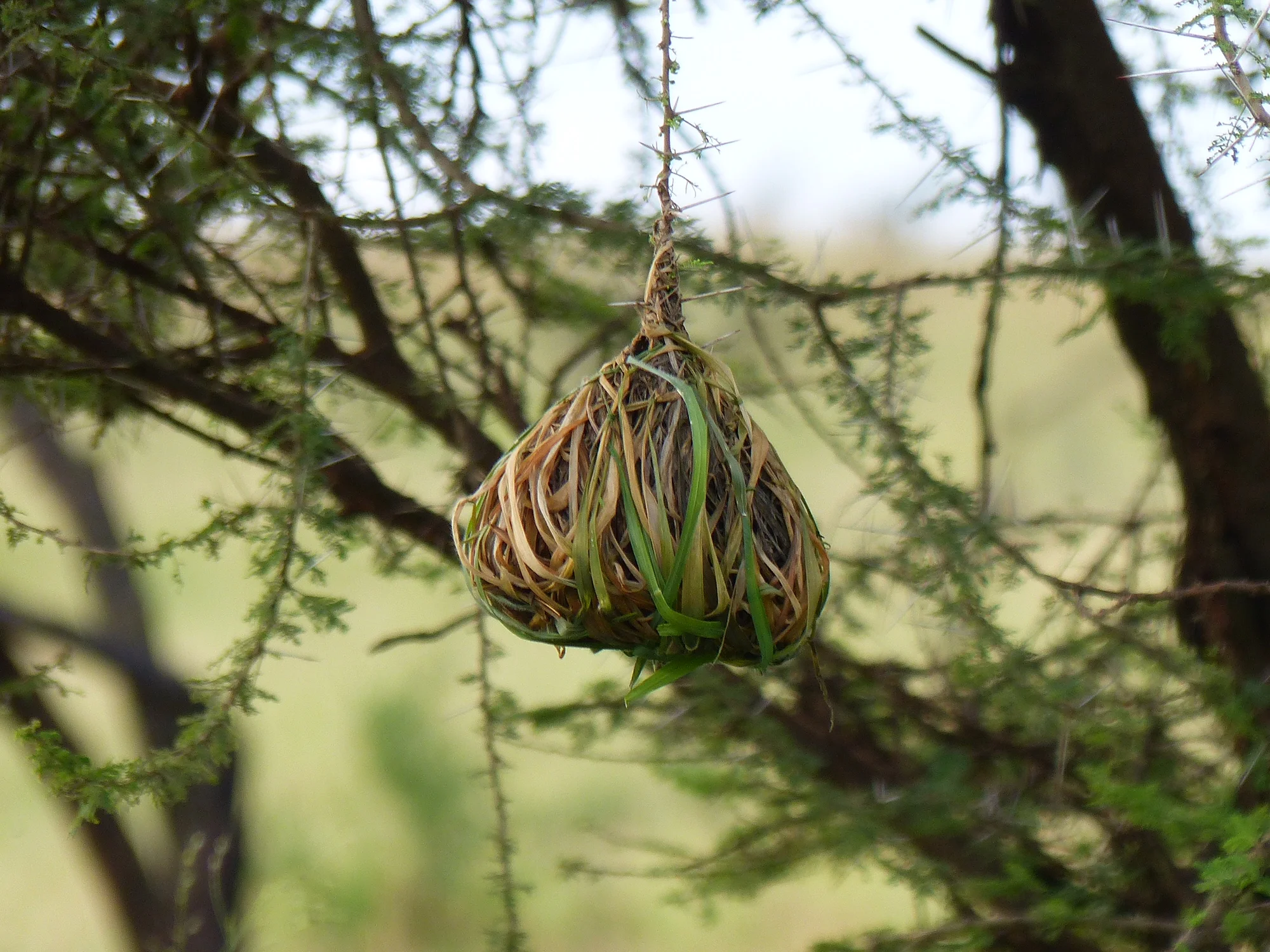  Weaver Bird's impressive nest 