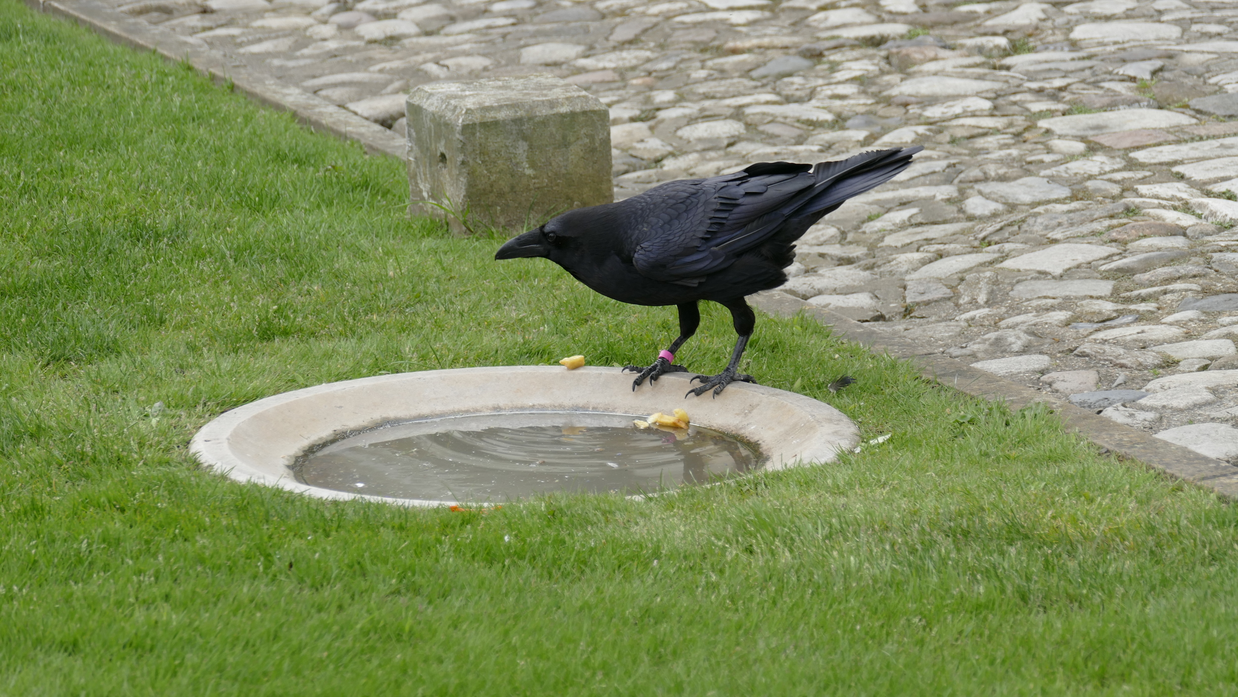 One of the 6 Ravens who reside on the grounds of the Tower of London