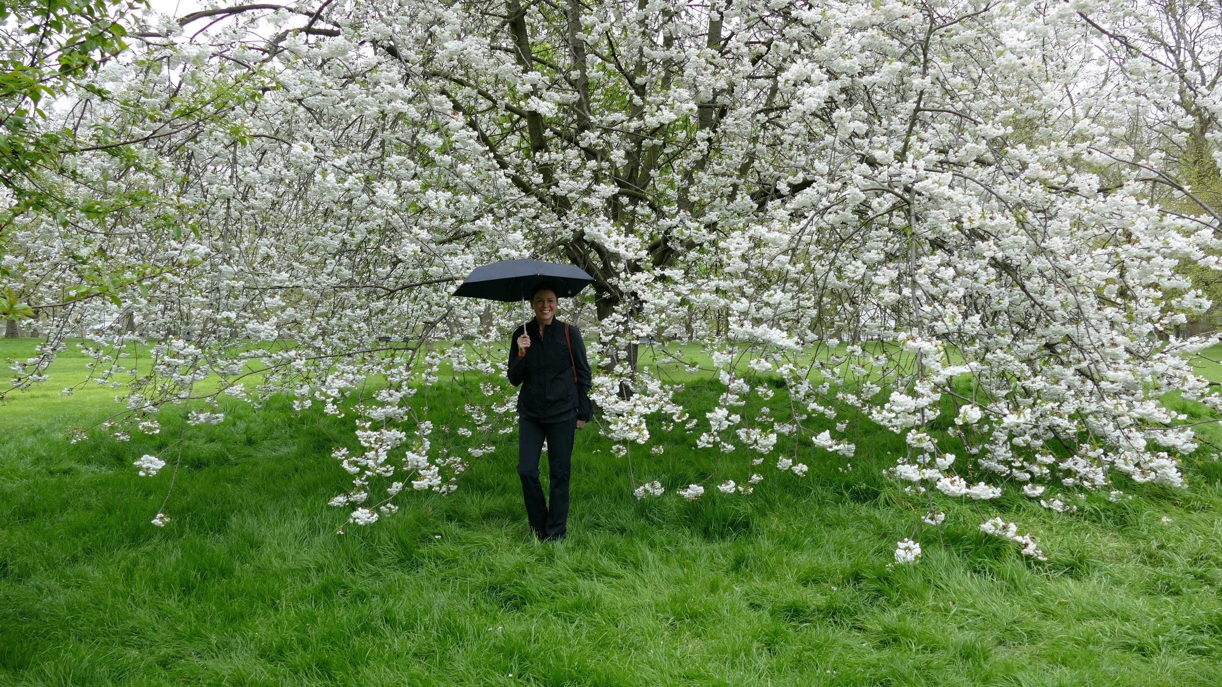 Alecia under a beautiful flowering tree in St Jame's Park