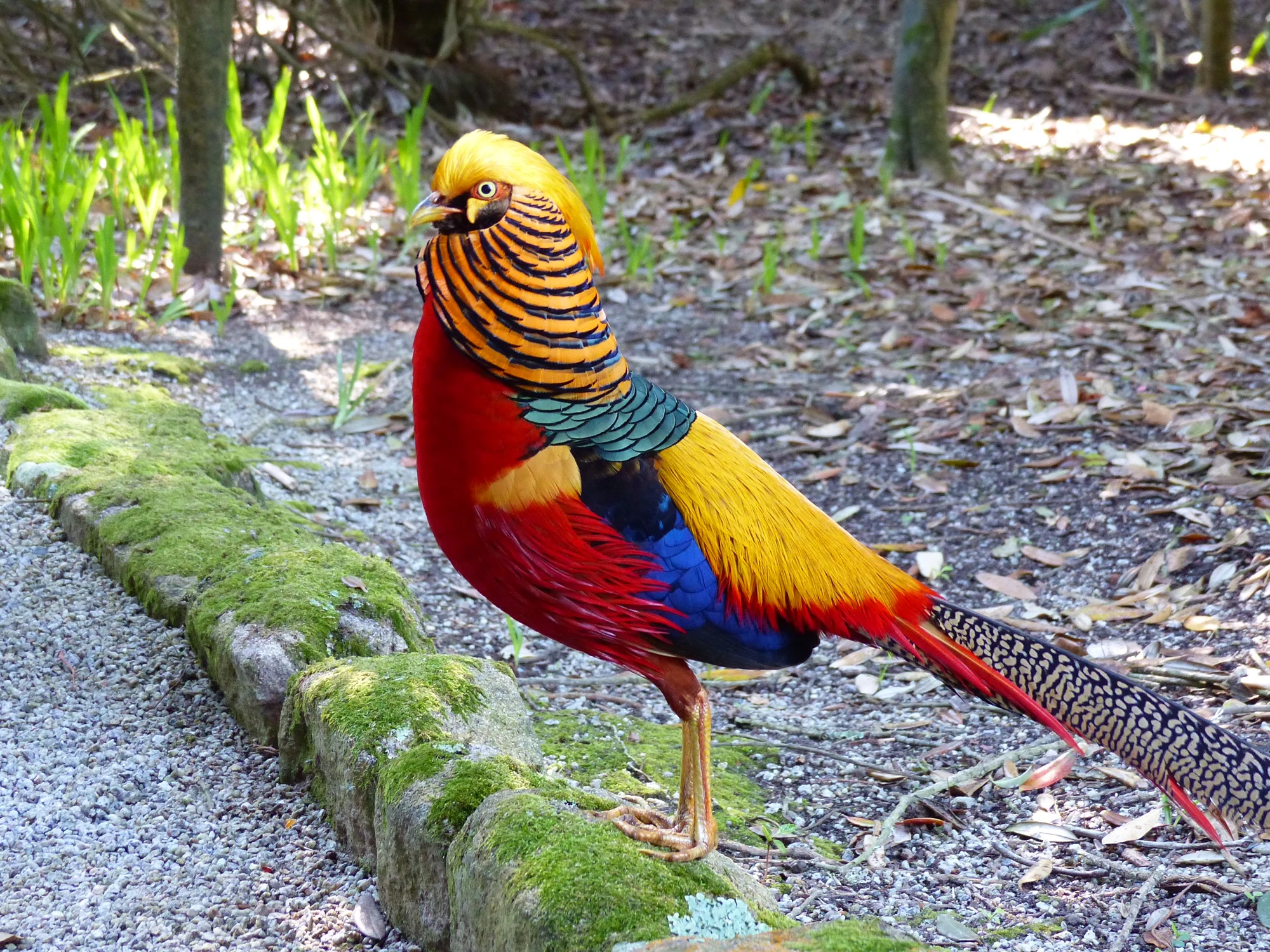 A golden pheasant that we saw on the Isles of Scilly