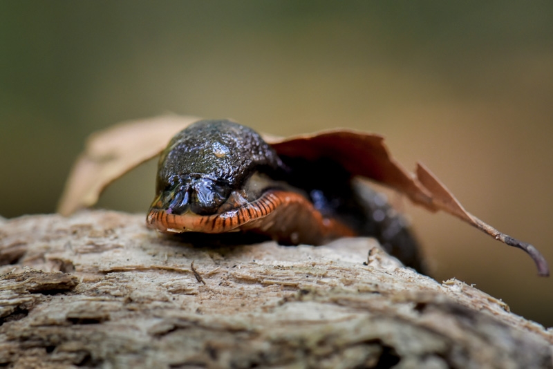 forest-145-DSC_0110.jpg