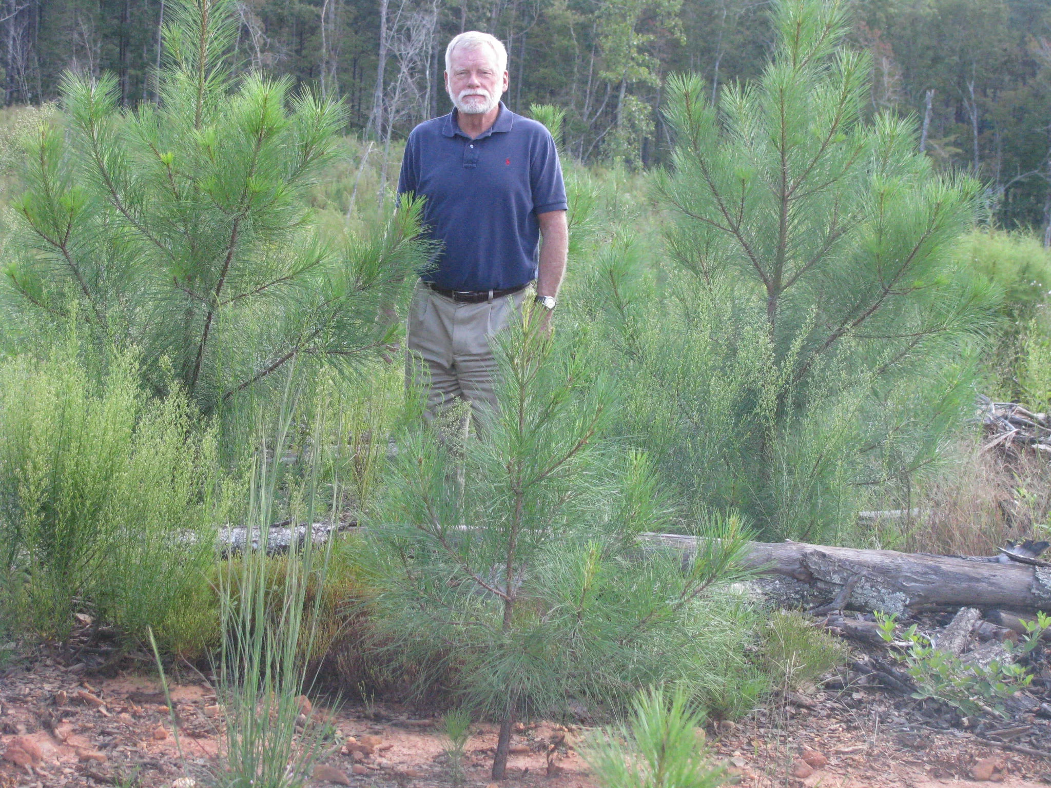 forest management plans