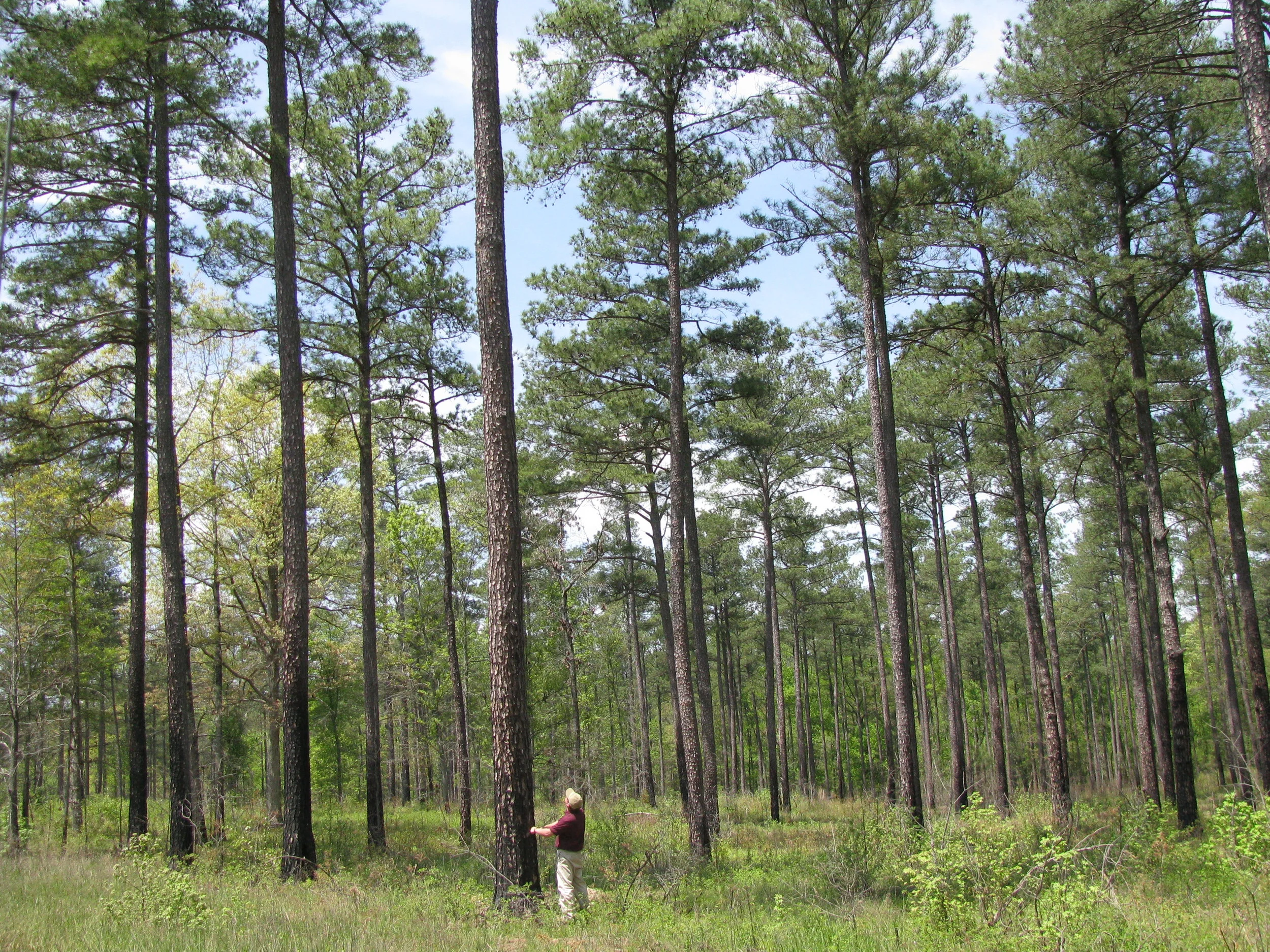 local forester manages land and timber