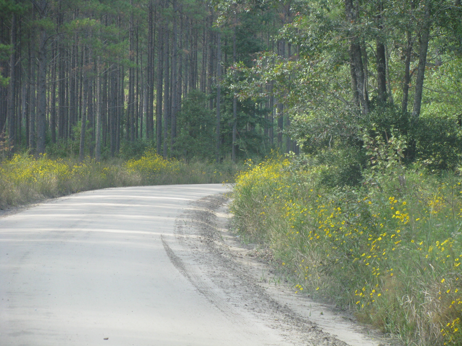 southeast timber markets