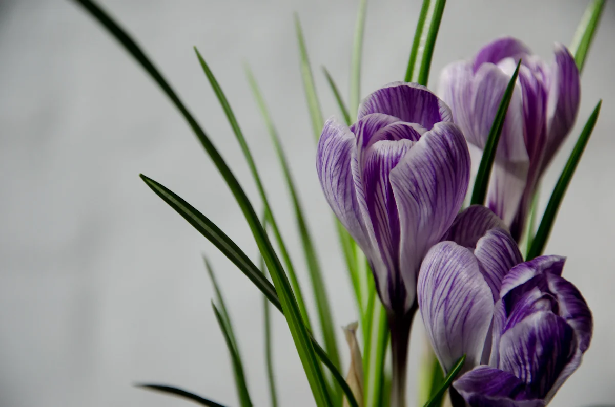 crocus-1.jpg
