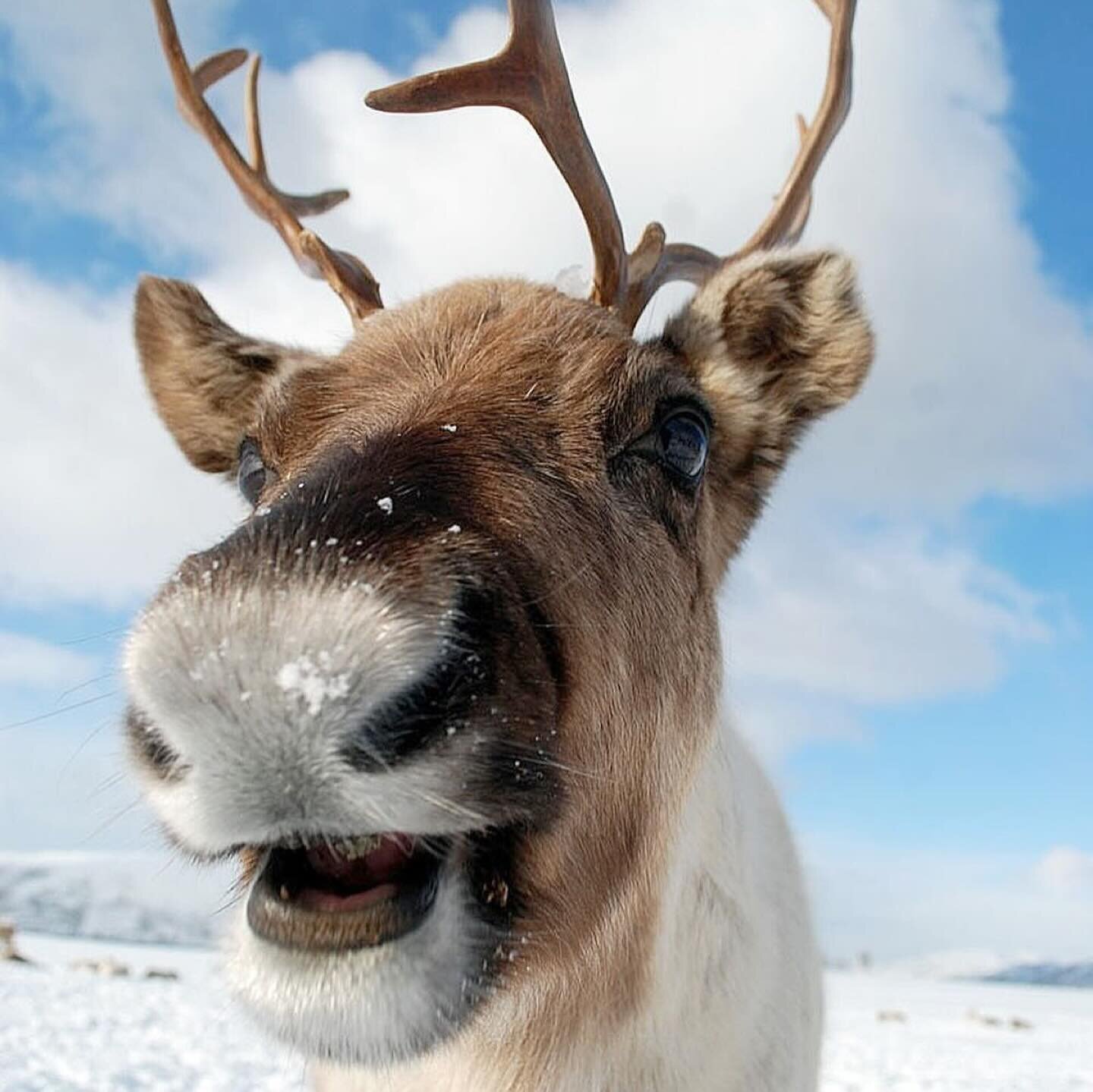 SMILING WITH HOLIDAY CHEER 🎊 

1. Reindeer have become closely associated with Christmas since the 1800s, with 9 reindeer pulling Santa's sled around the world 🛷
2. Polar Bear- This amazing bear's fur is commonly associated with the snow, providing