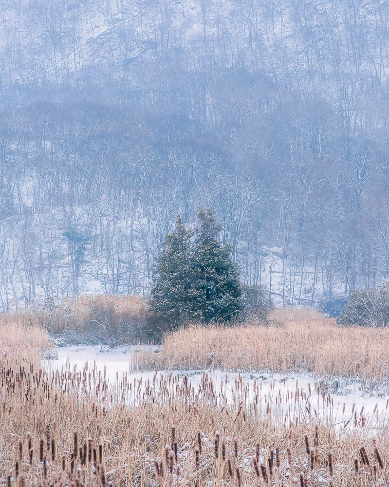 TREES & REEDS | Iona Island, Stony Point, NY