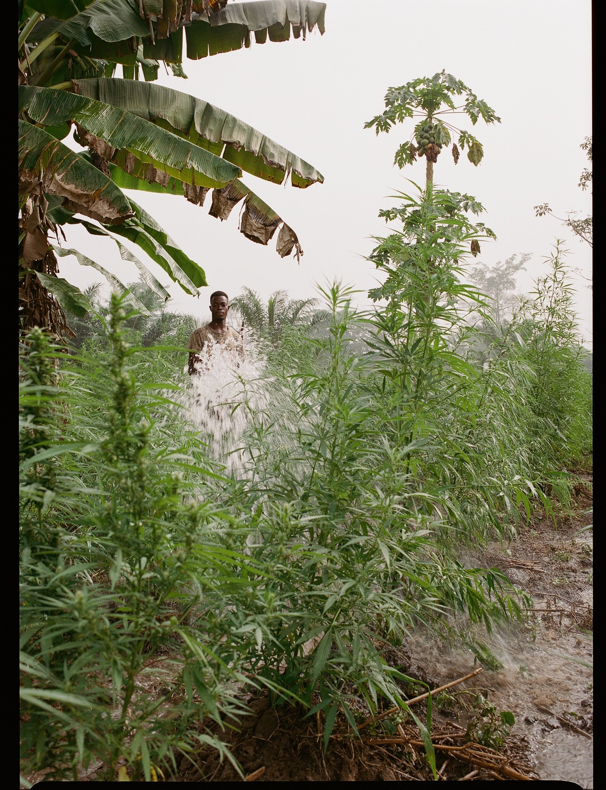  Immersing yourself into different experiences really brings you to the reality of how people are living such diverse lives. Situated in Hoehoe Ghana, I met a man who took me to his farm to work in exchange of food and shelter. 