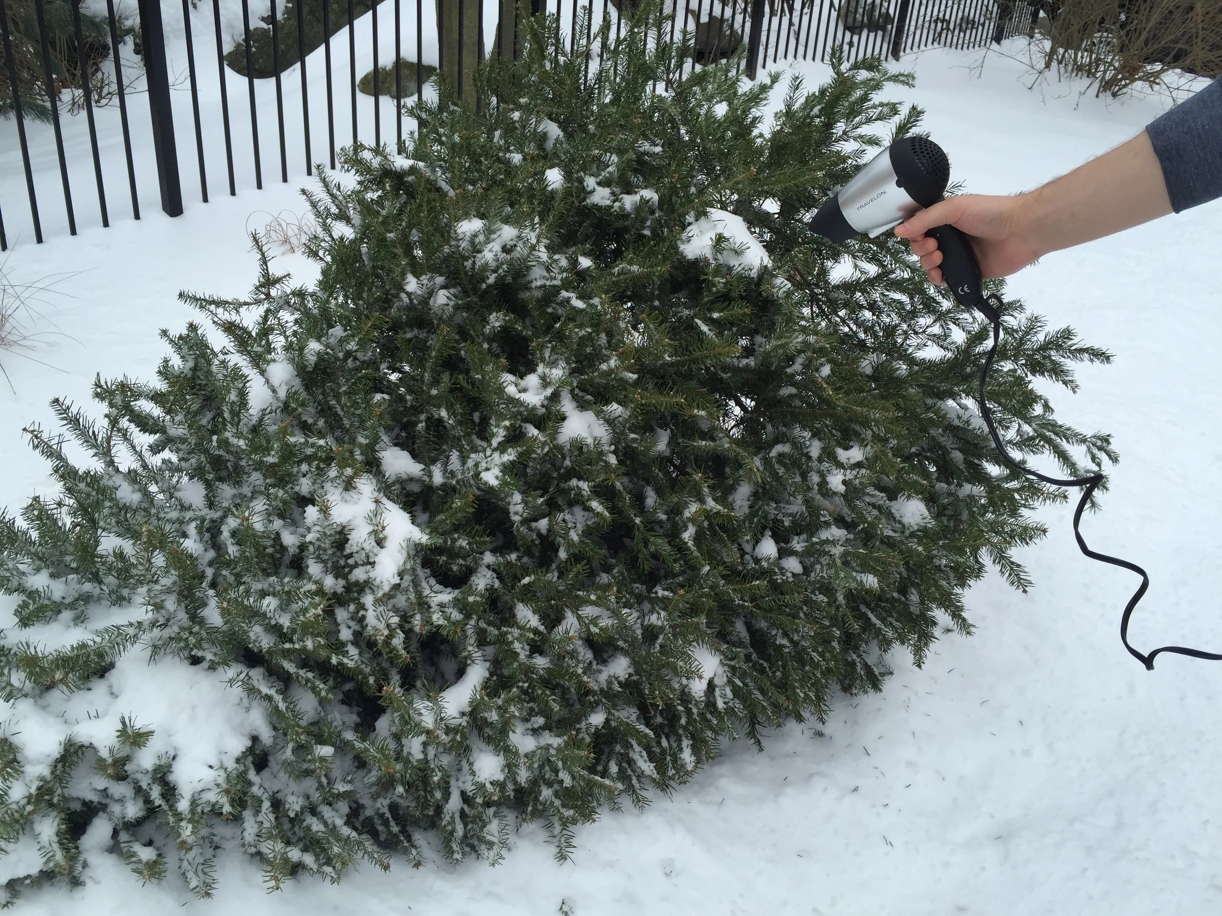 CHRISTMAS TREES & TRUANCY