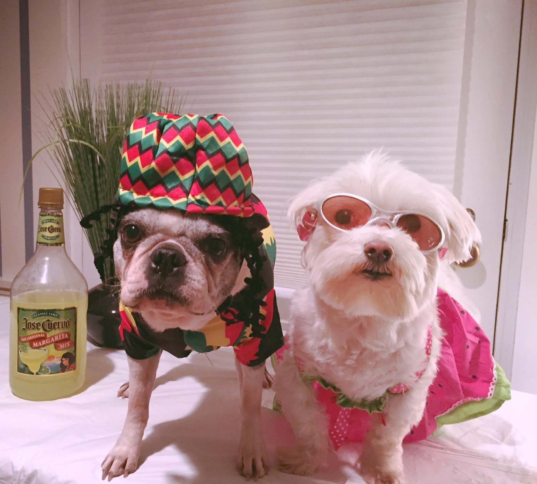 A TREEHOUSE, A RUM SHACK, AND BARBADOS BLISS