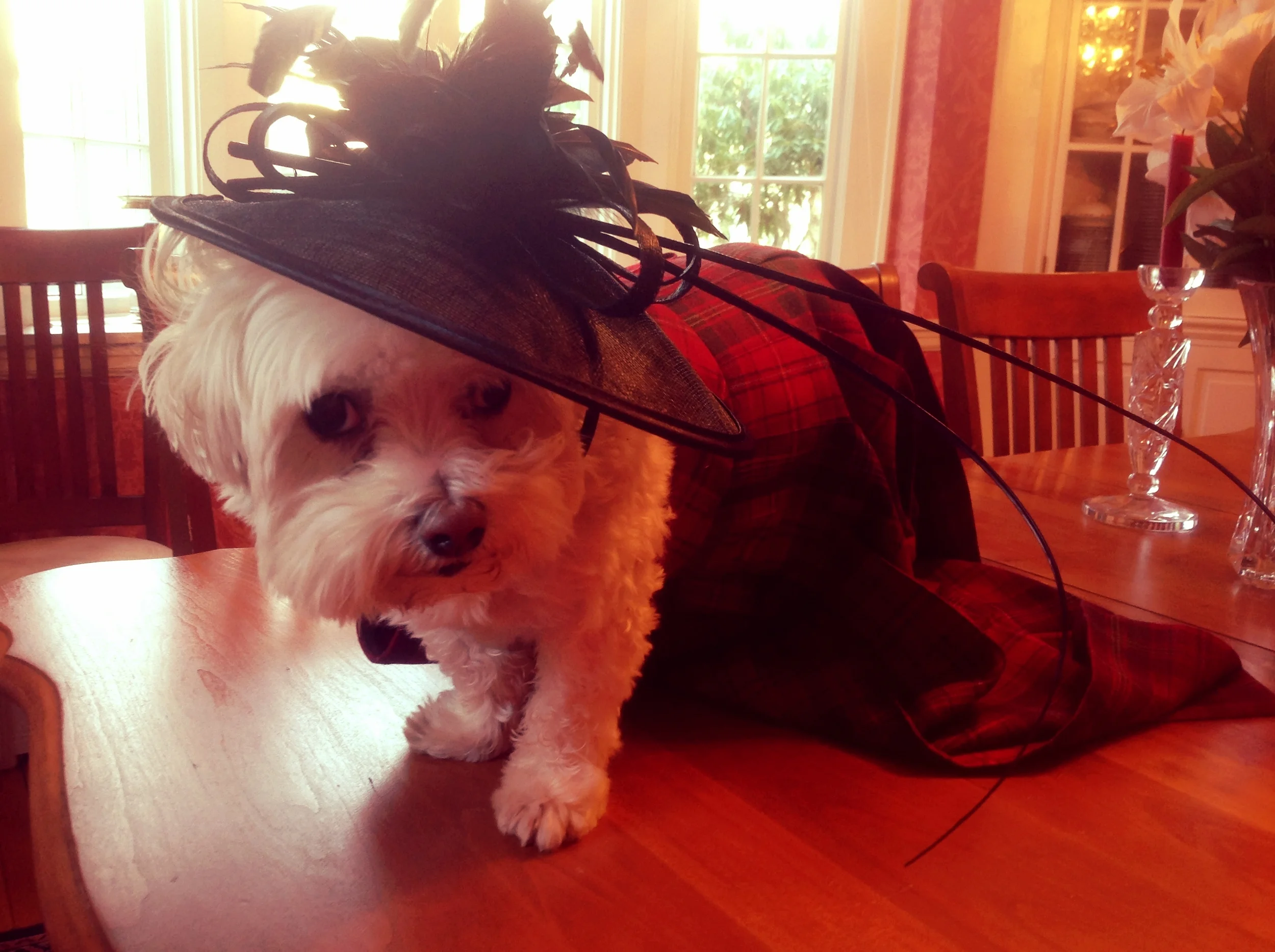 OUTLANDER AND LESSONS LEARNED FROM A REAL SCOTTISH WEDDING