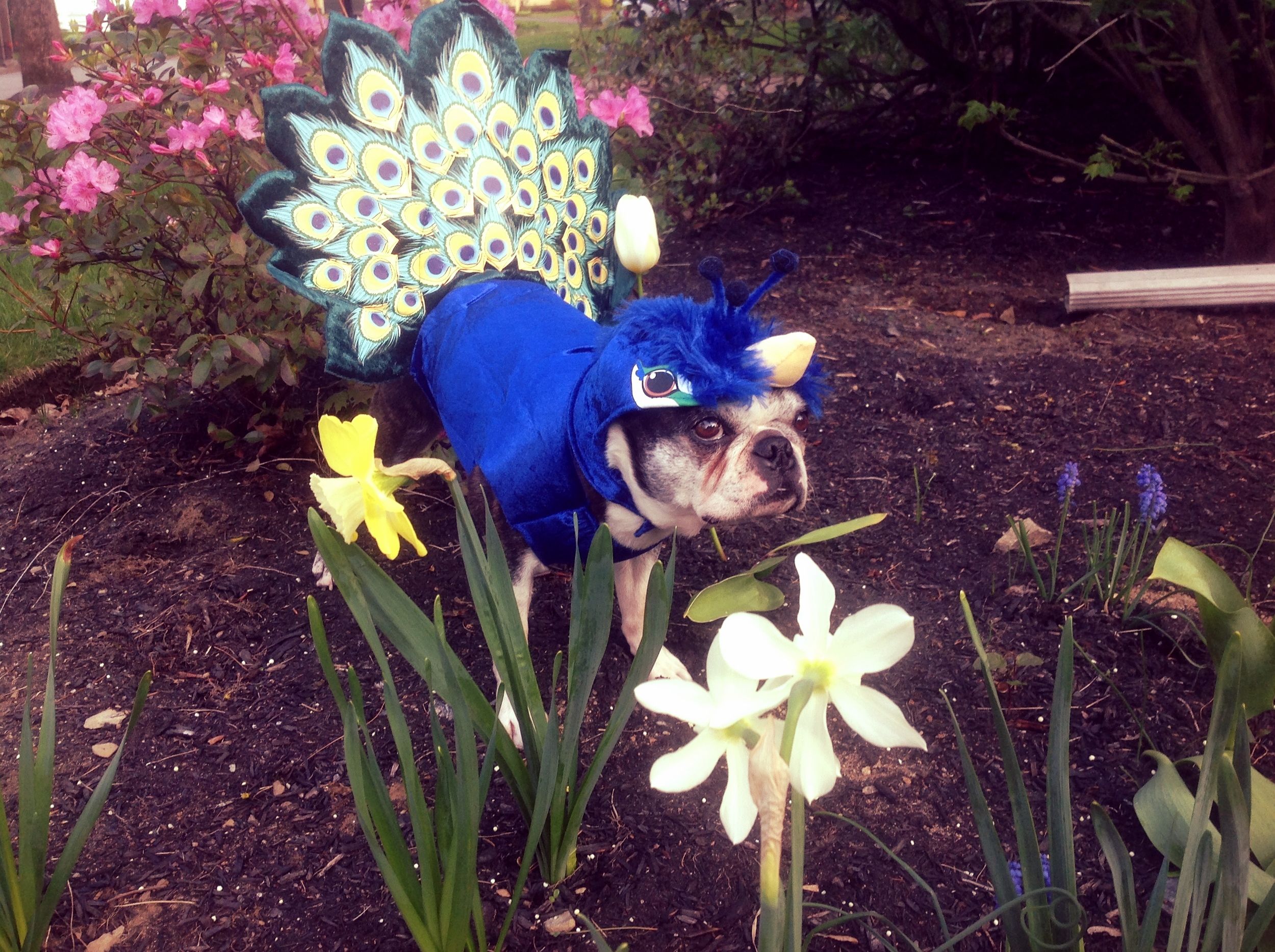 CONFESSIONS OF A GARDENING ADDICT