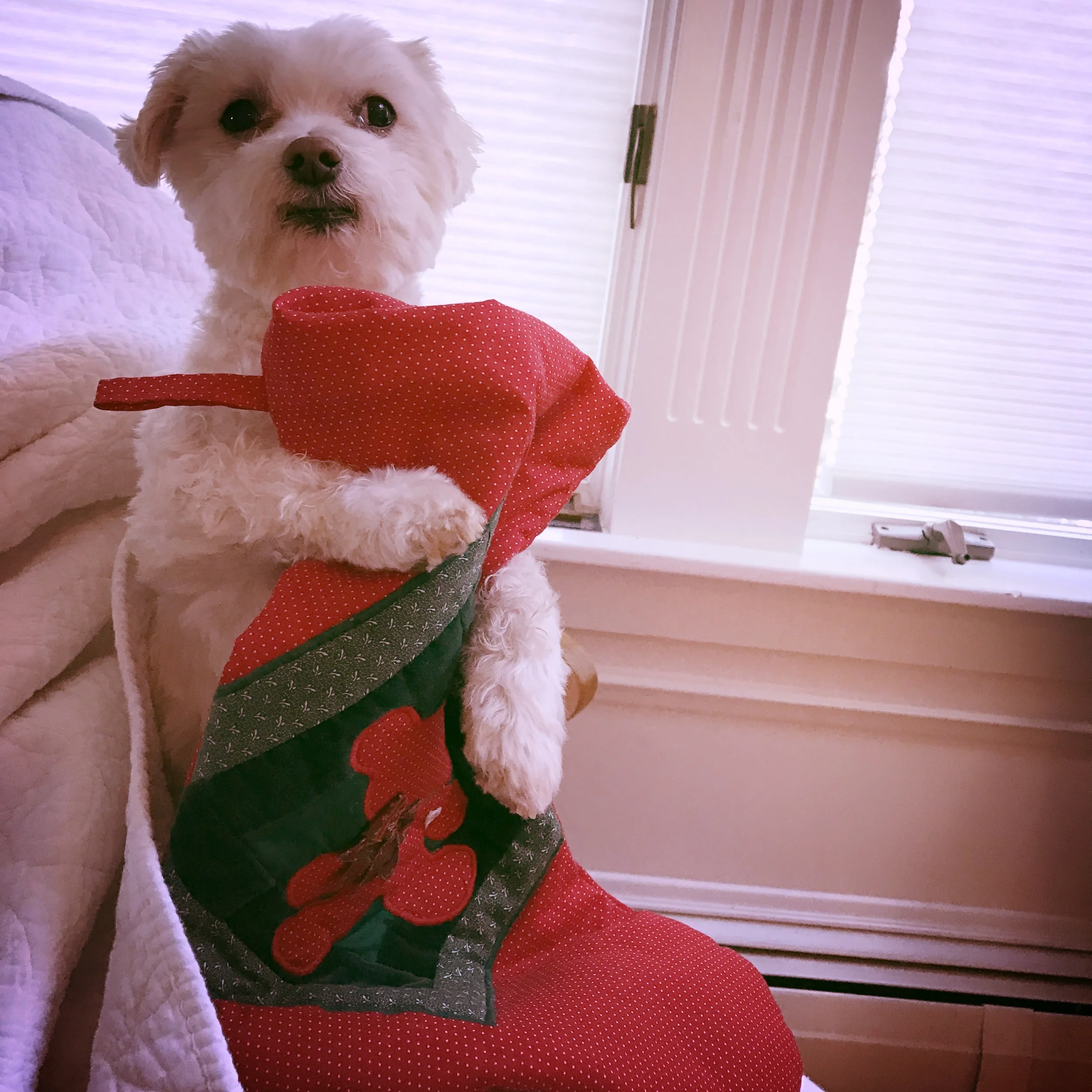 MY CHRISTMAS CLEANSE