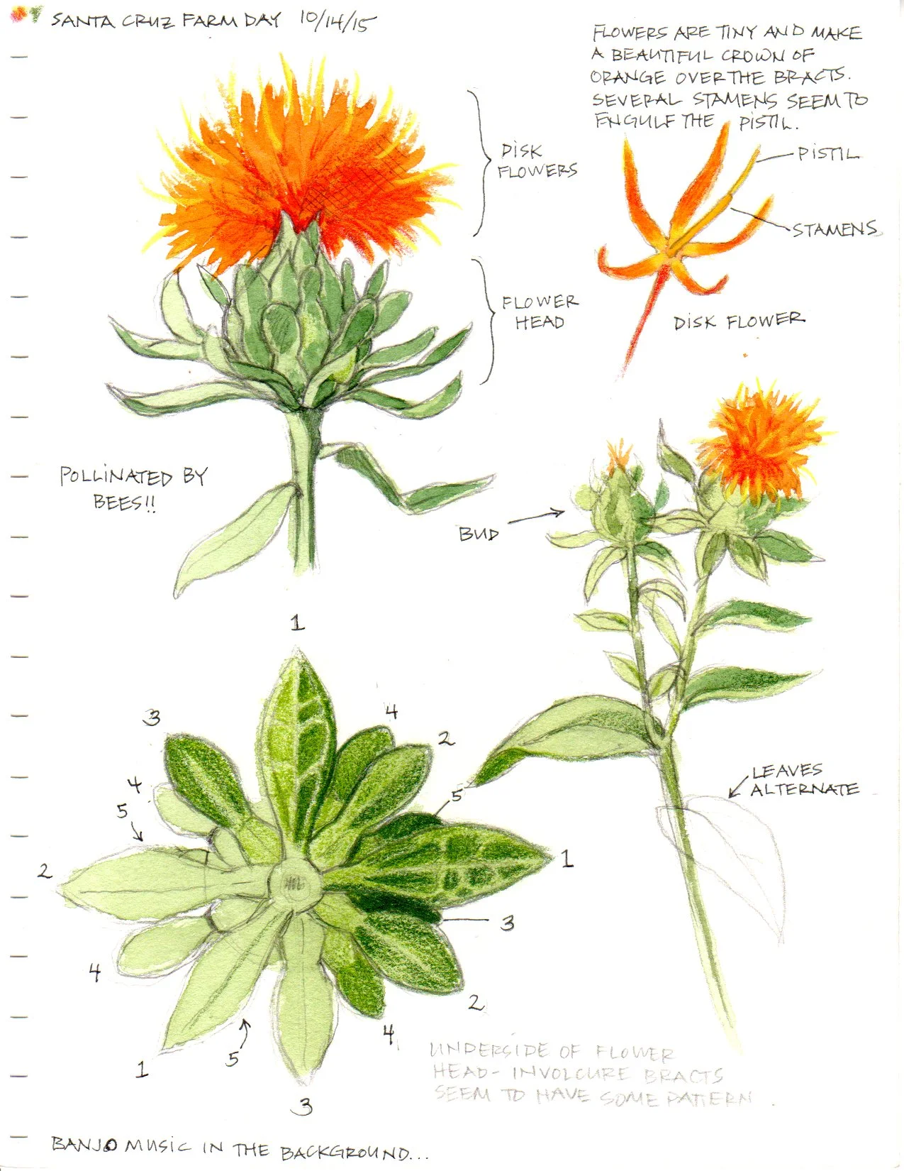 Botanical Study