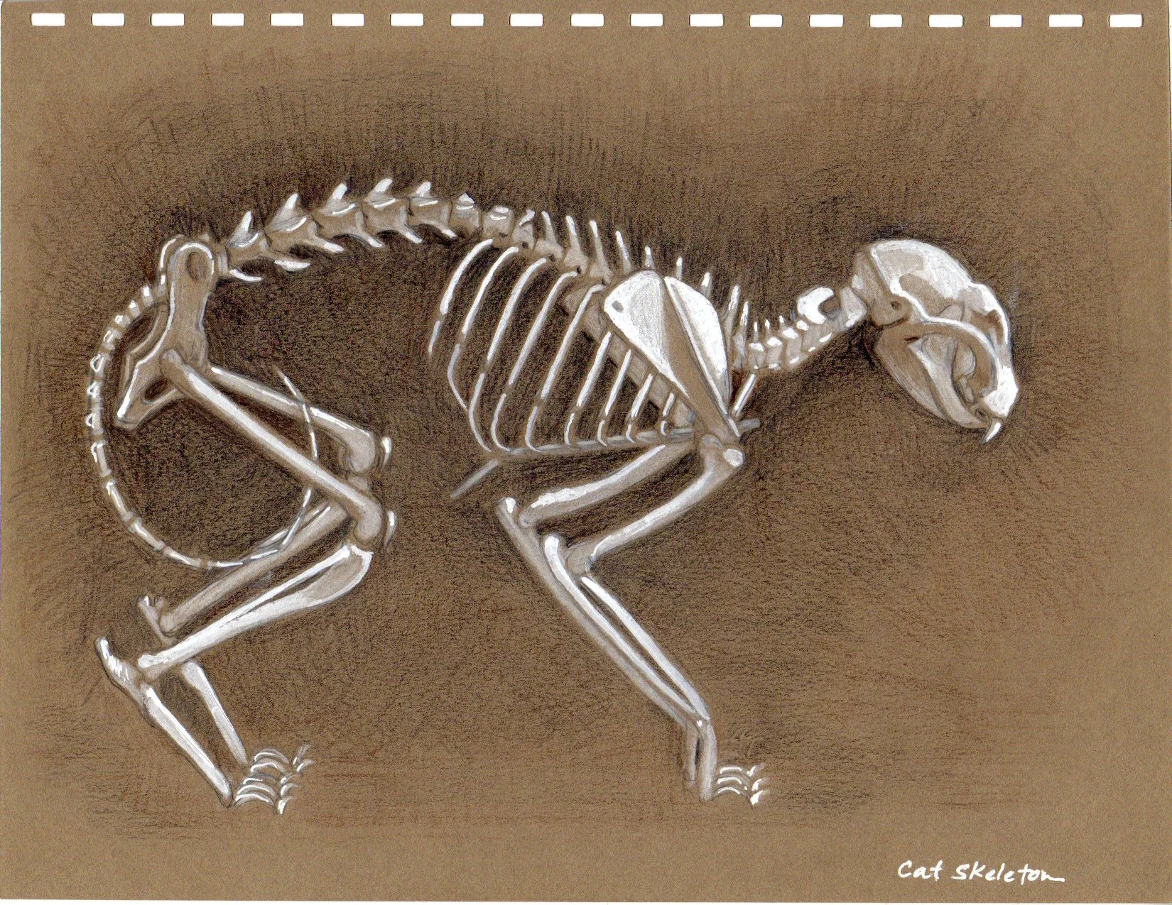 Cat Skeleton