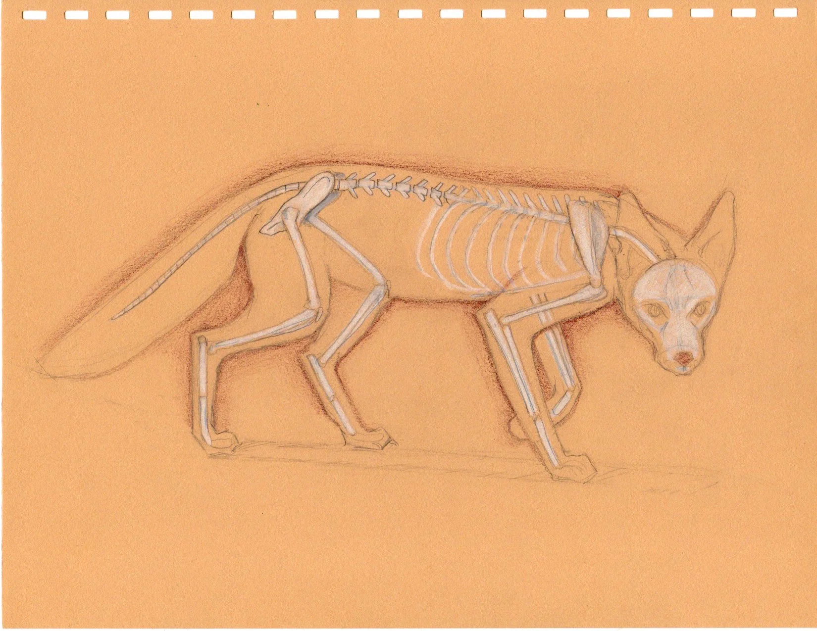 Fox Skeleton