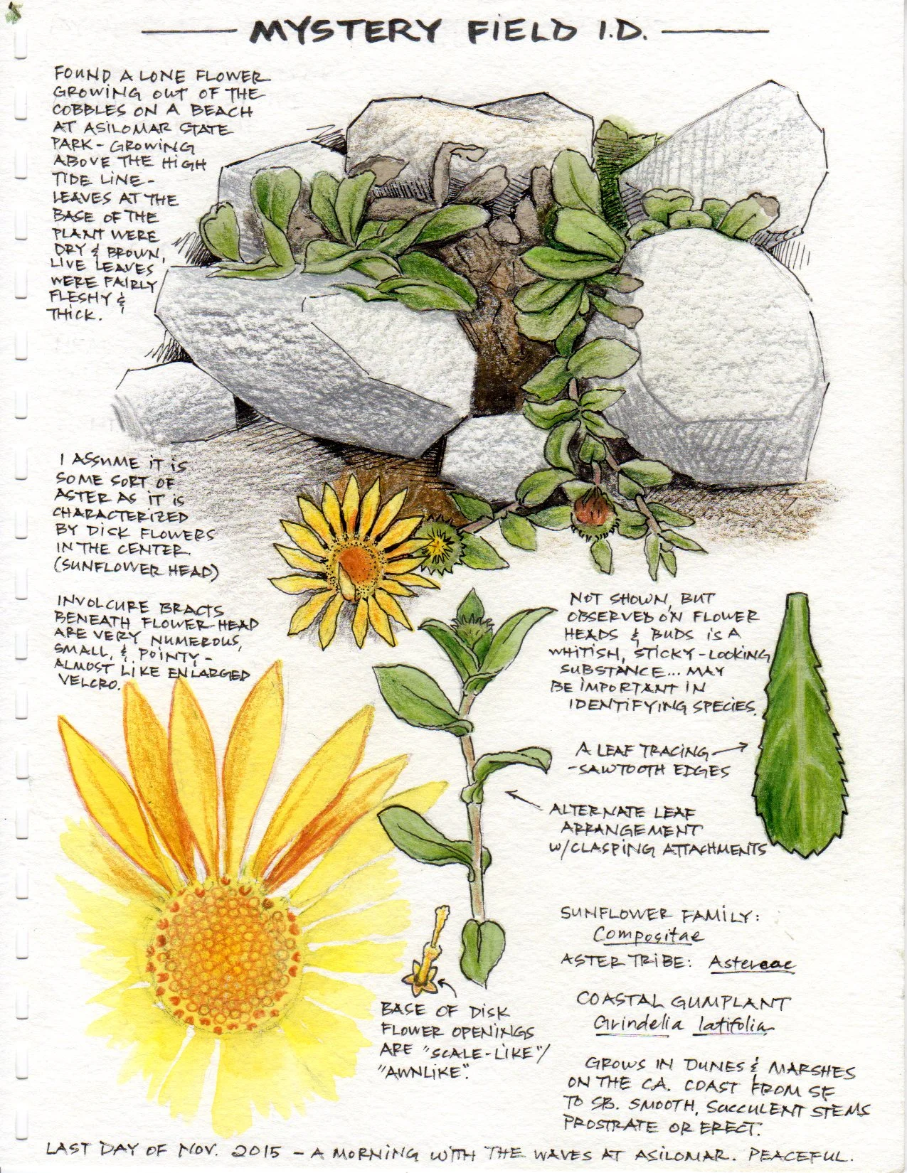 Mystery Field I.D. (Coastal gumplant)