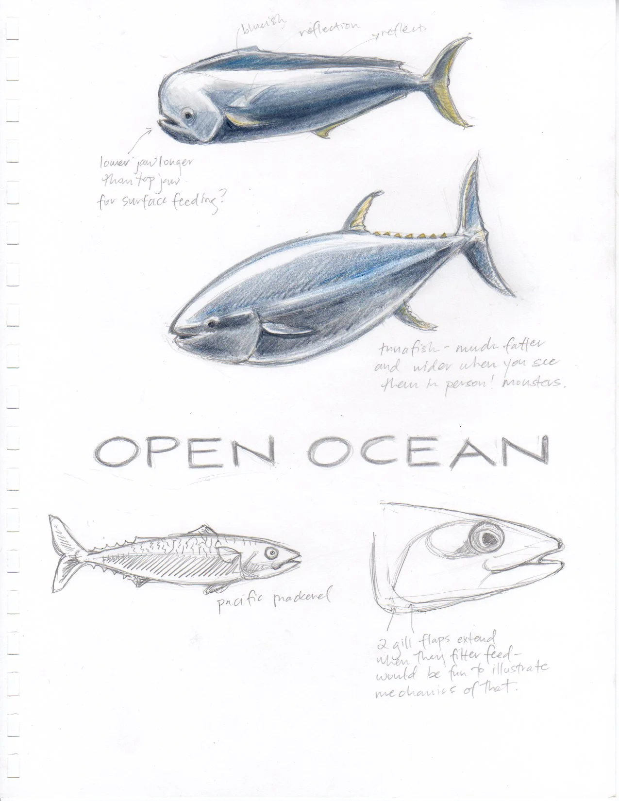 Open Ocean