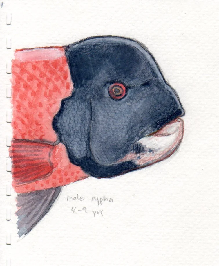 California Sheephead
