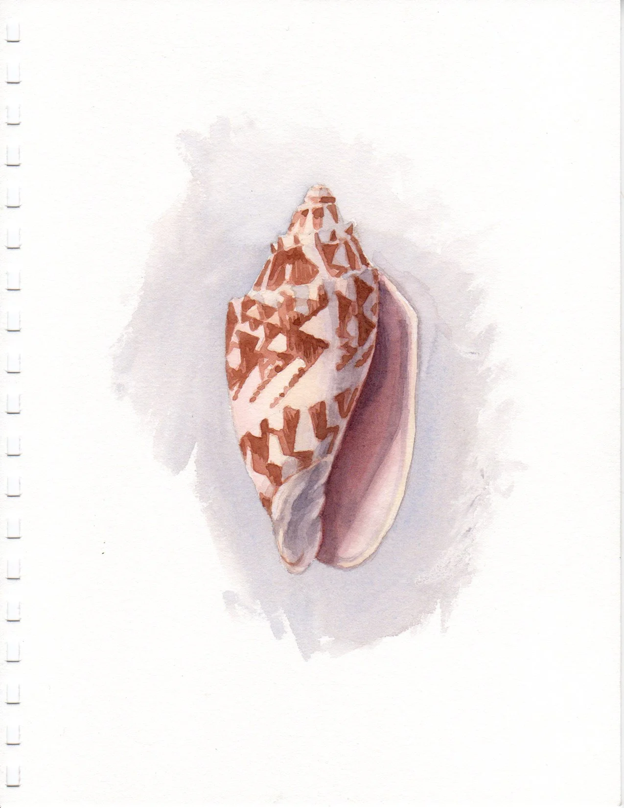 True Color Study