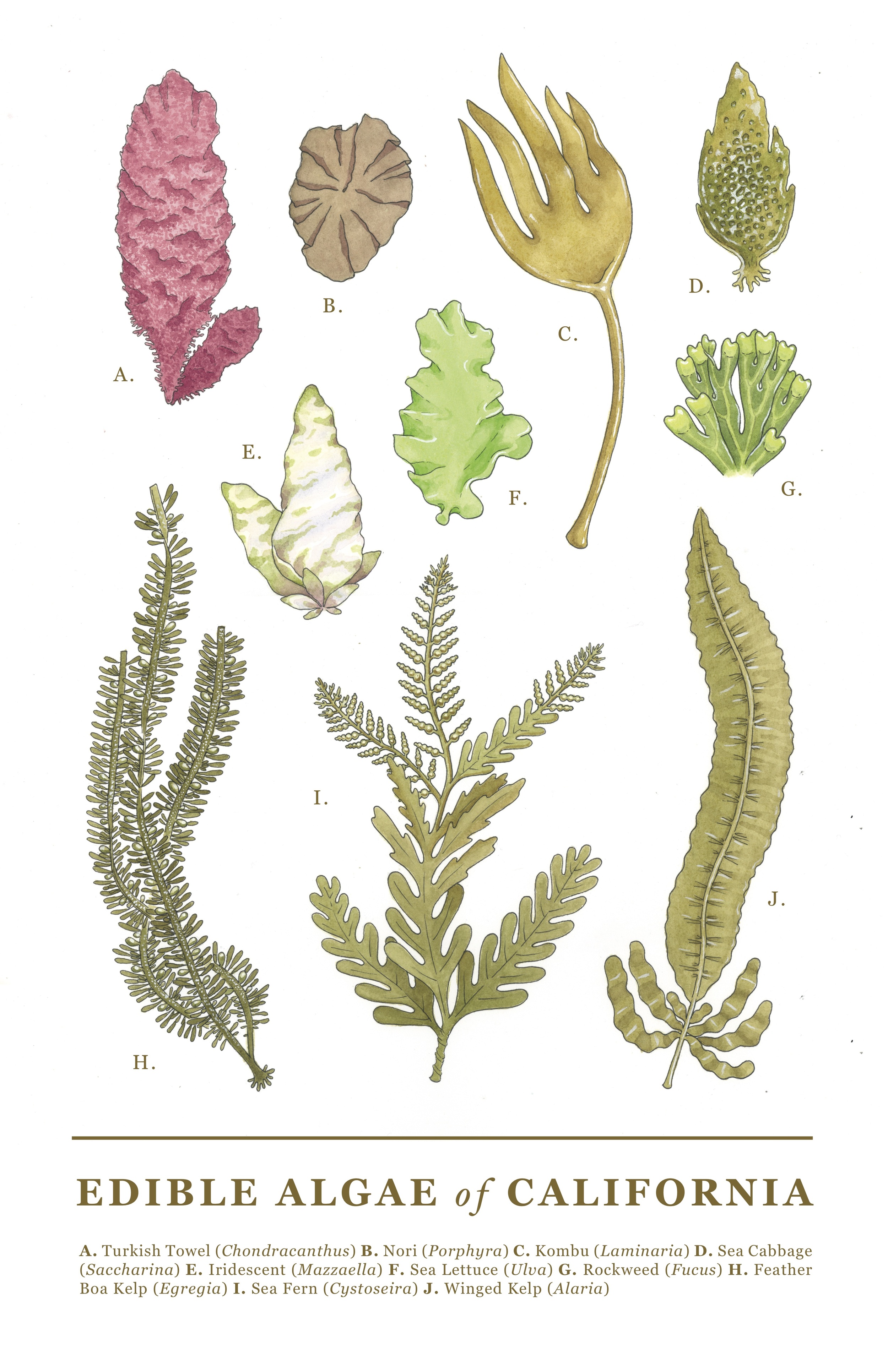 Edible Algae