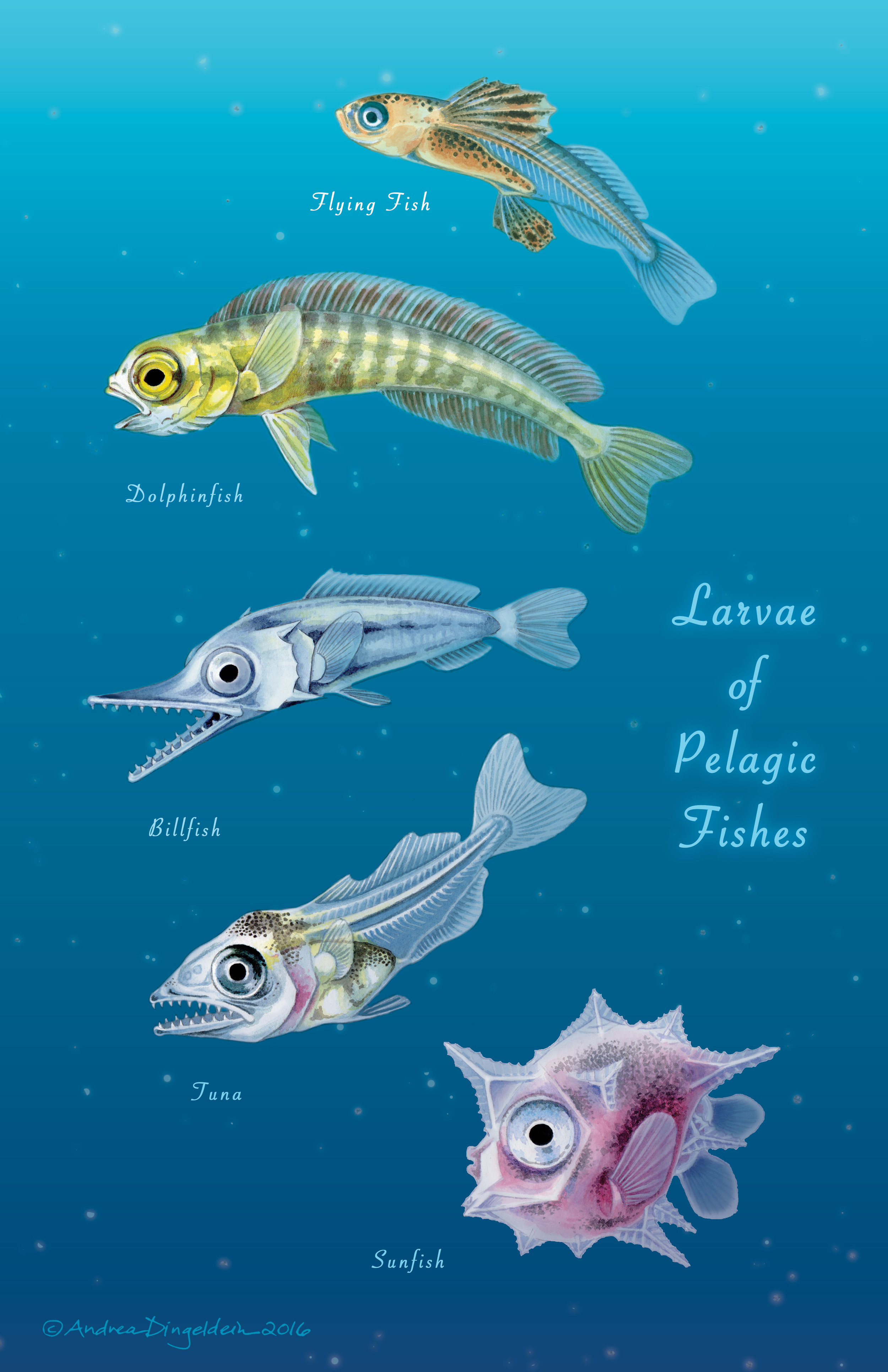 Larvae of Pelagic Fishes
