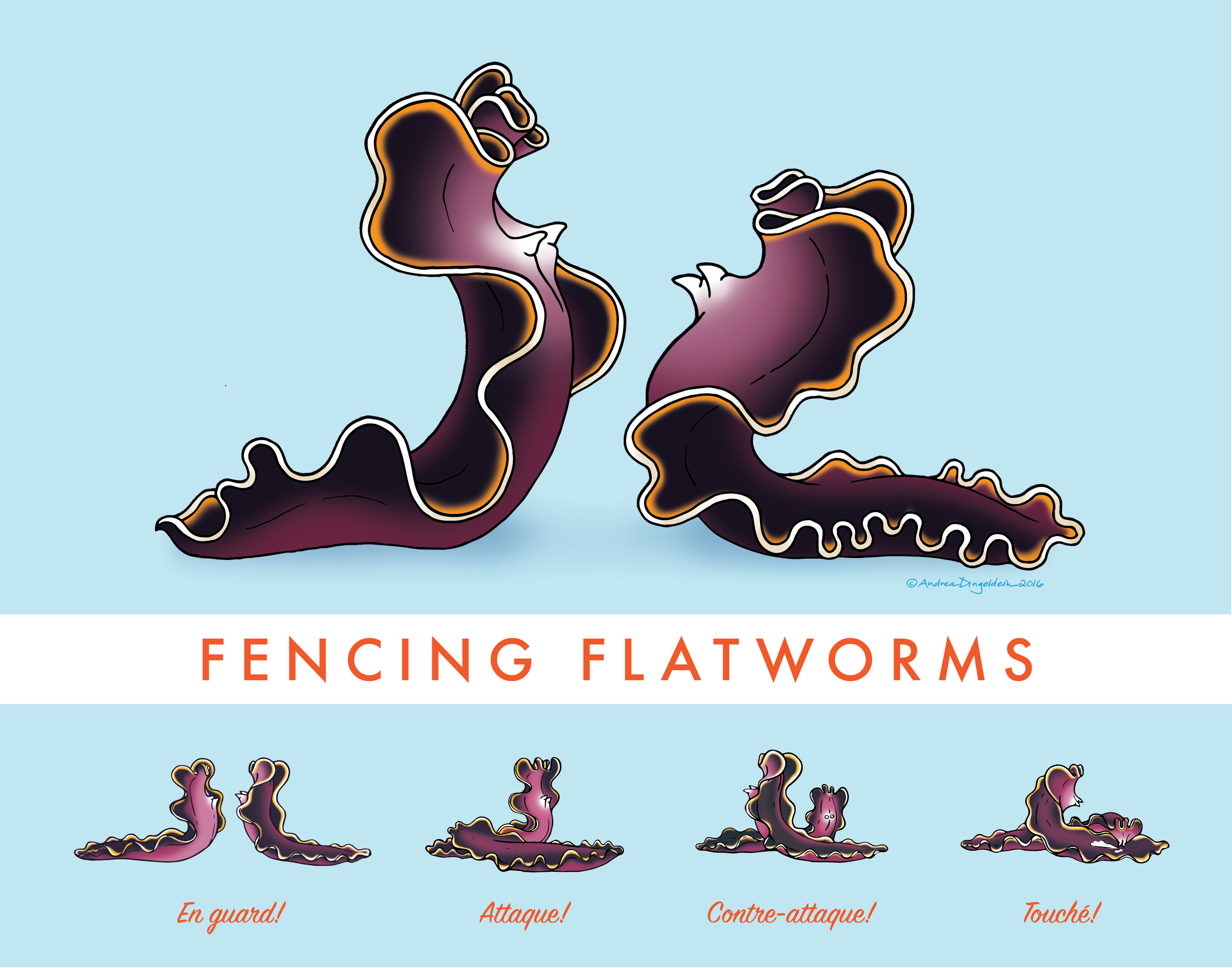 Flatworm Penis Fencing