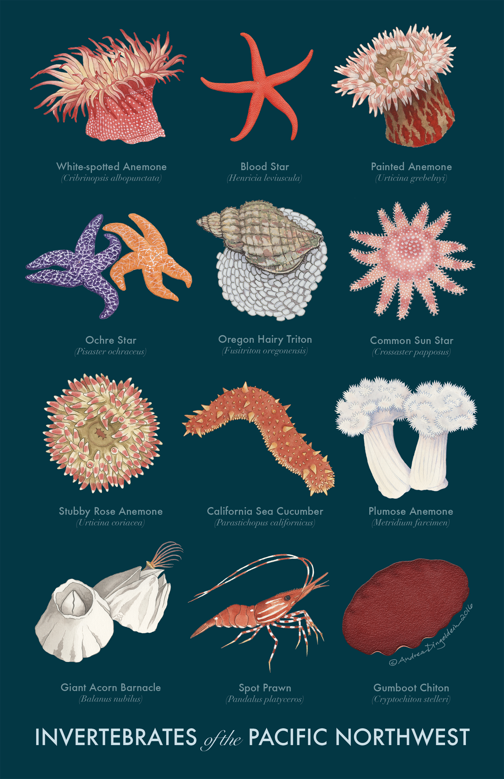 Invertebrates of the Pacific Northwest