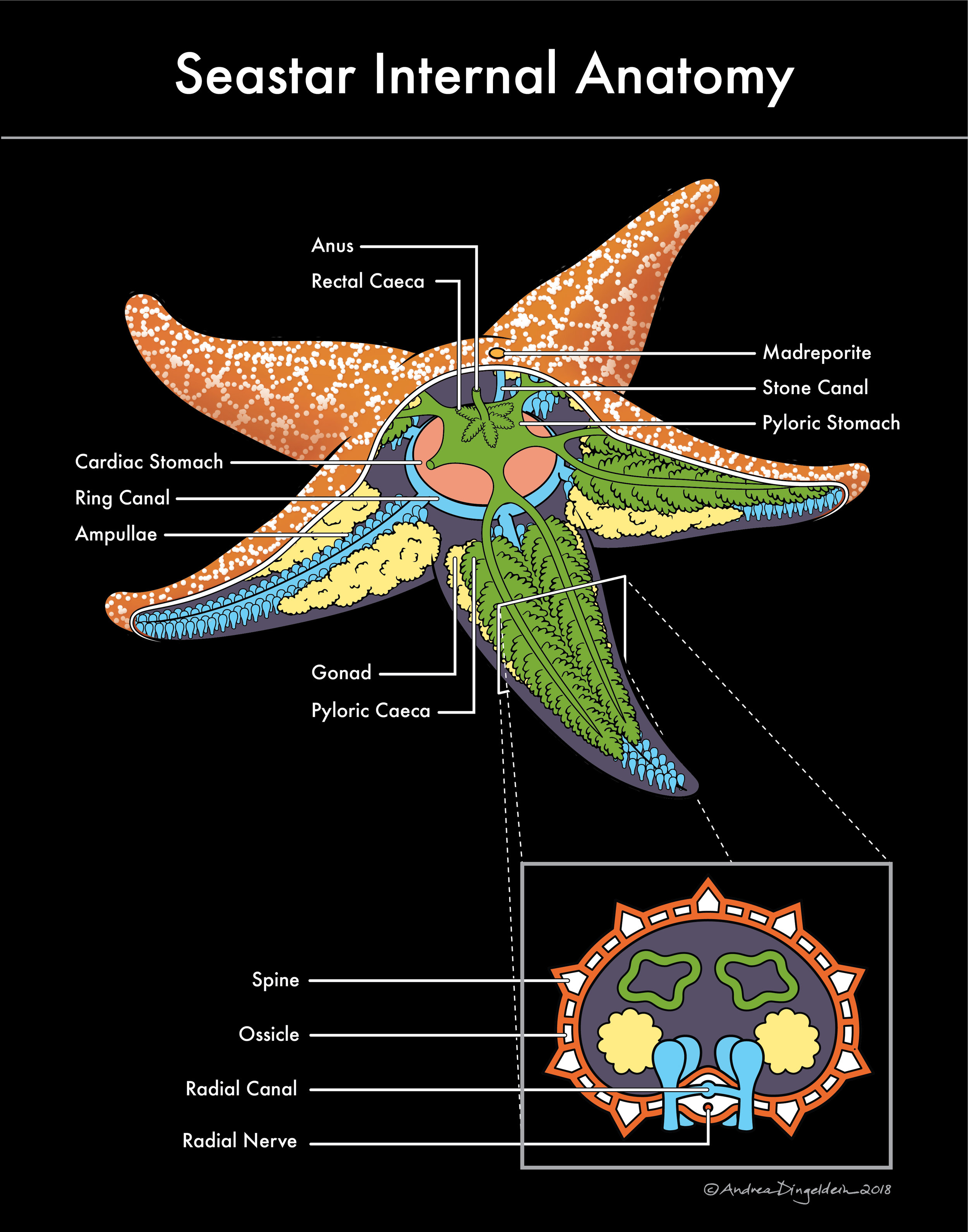 Seastar Internal Anatomy