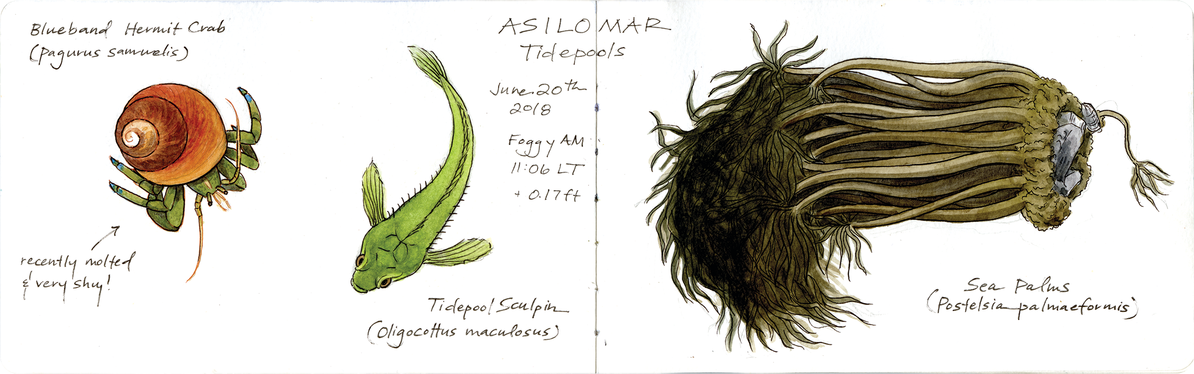 Asilomar.png